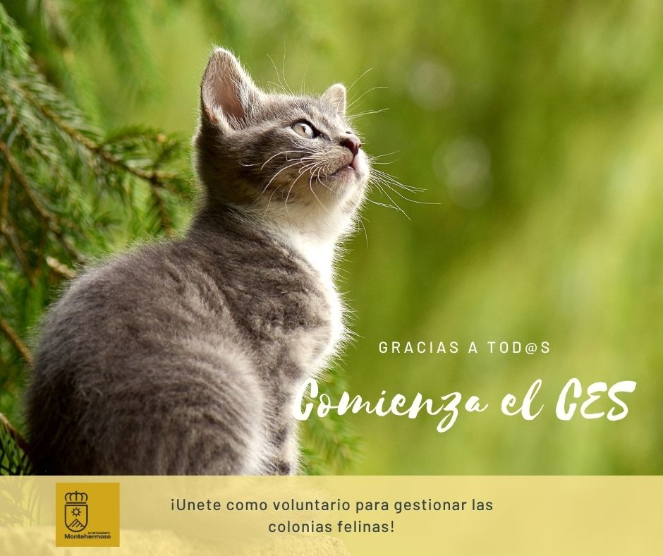 Campaña de esterilización de gatas y/o castración de gatos de colonias callejeras para su control sanitario y poblacional enmarcada dentro del proyecto CES (capturar-esterilizar-soltar)