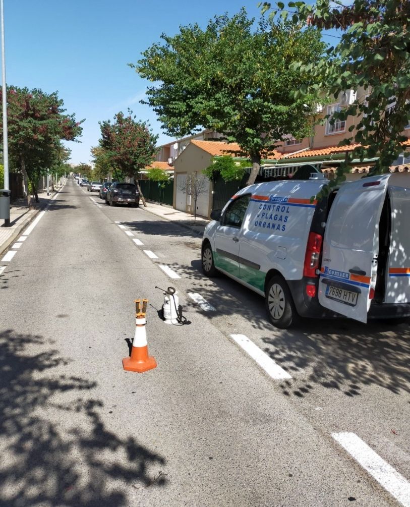 El Ayuntamiento lleva a cabo labores de control de cucarachas que proliferan en las zonas públicas debido al calor