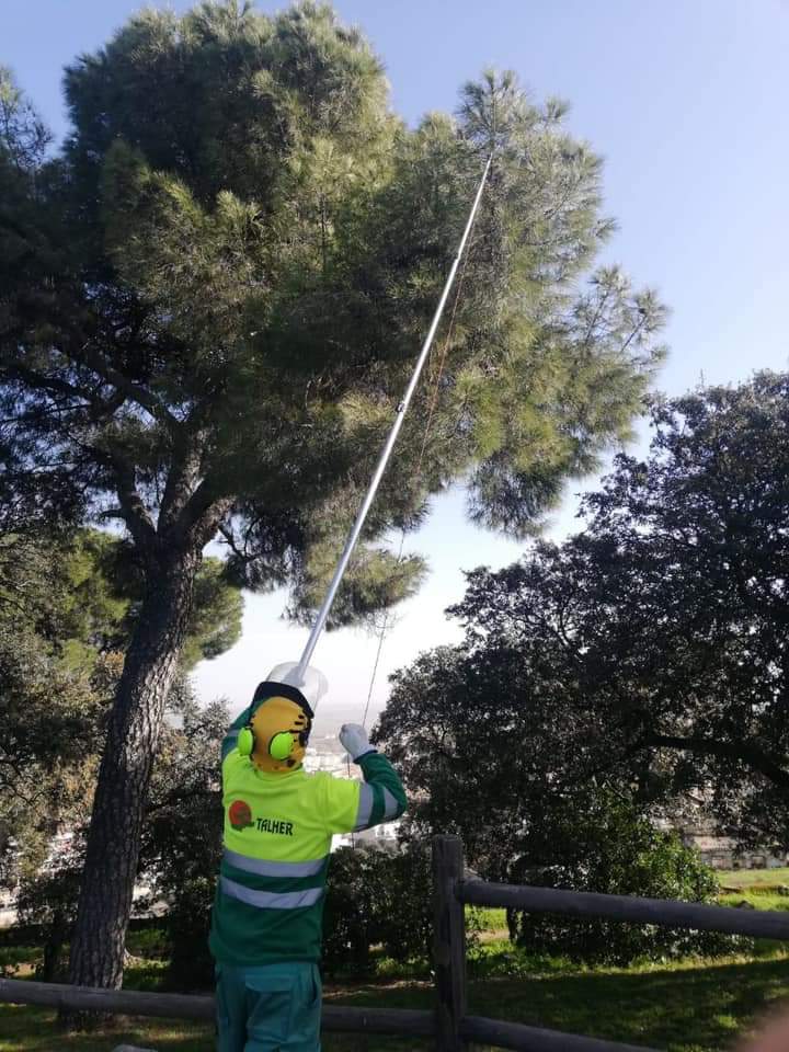 El Ayuntamiento de Cáceres realiza una gestión integrada para el control de la procesionaria del pino