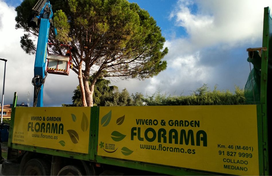 Todo lo que se necesita saber sobre la poda de árboles, por PODAS FLORAMA