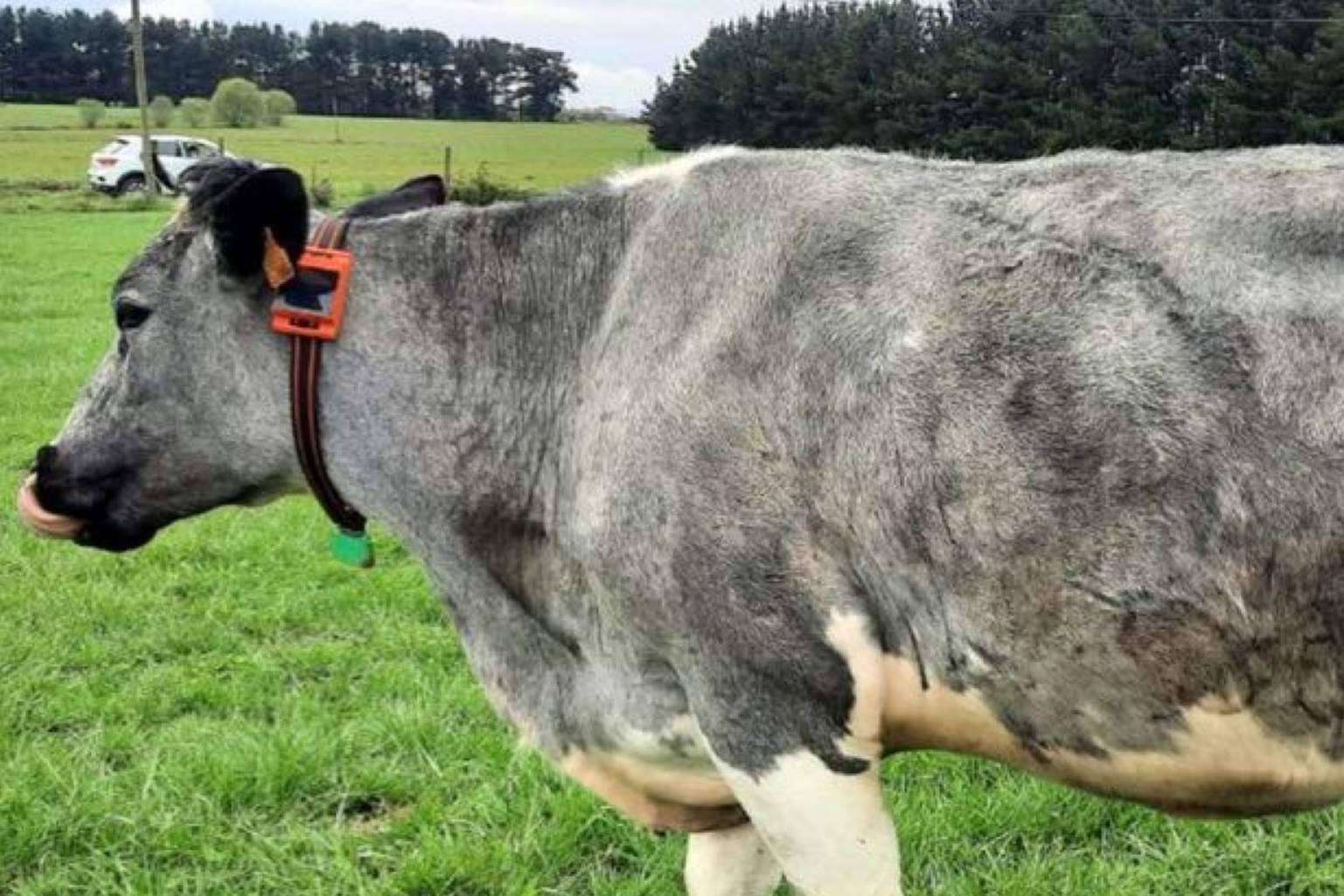 Dos empresas gallegas anuncian ser capaces de hablar con las vacas