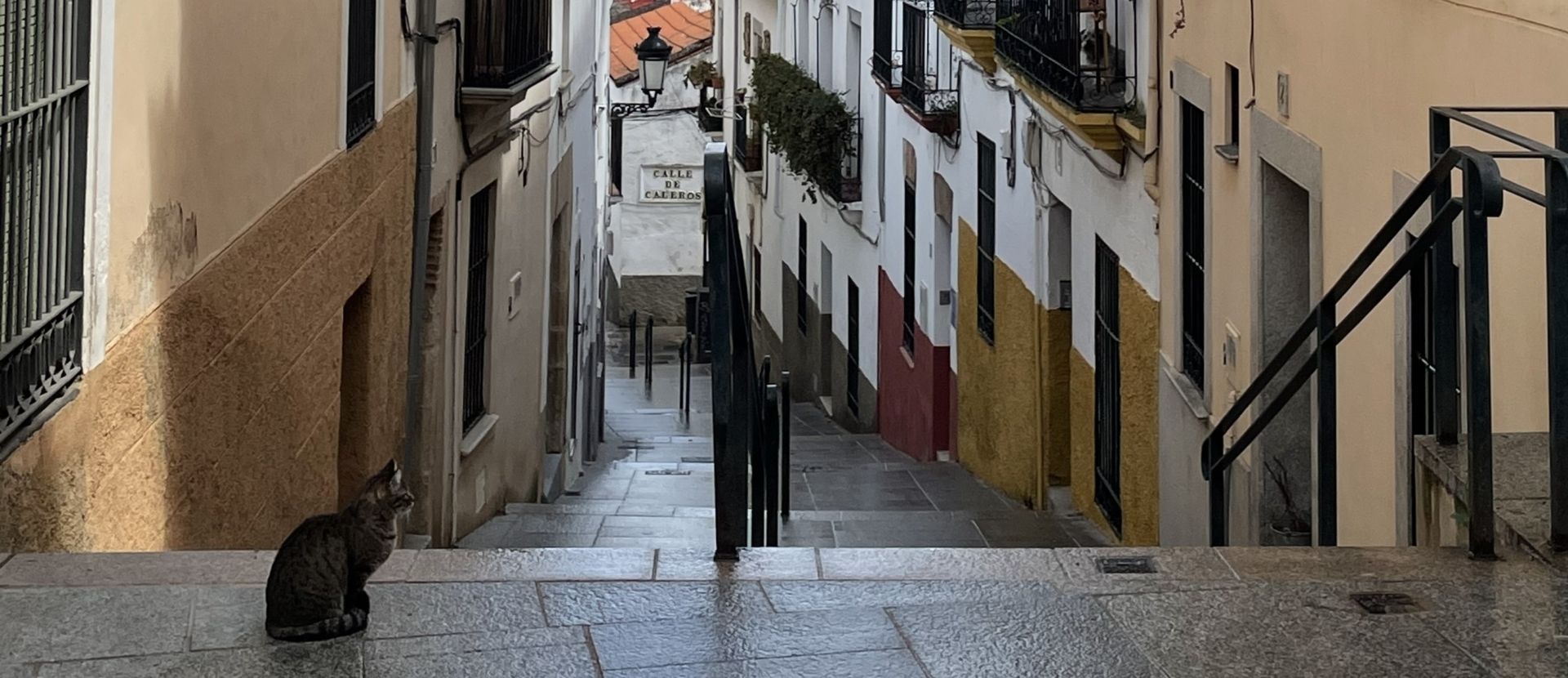 El Ayuntamiento y la asociación encargada de diseñar el Plan de Gestión de las Colonias Felinas solicitan colaboración para el desarrollo de protocolos