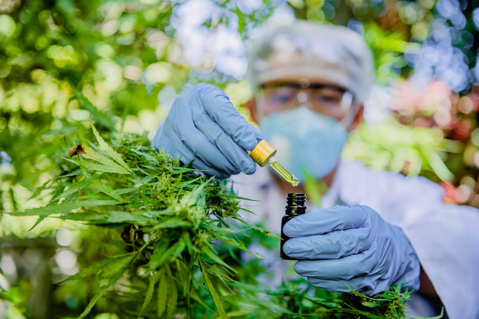 Los beneficios del aceite de semilla de cáñamo y otros productos de Cannaderm