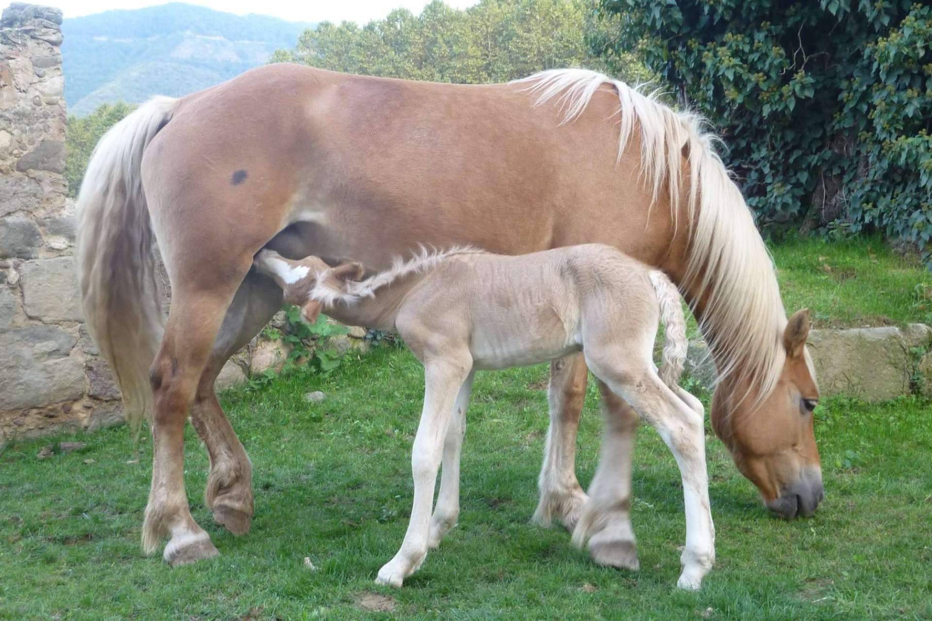 eQuaid Research y los beneficios de la leche de yegua para el bienestar de las personas