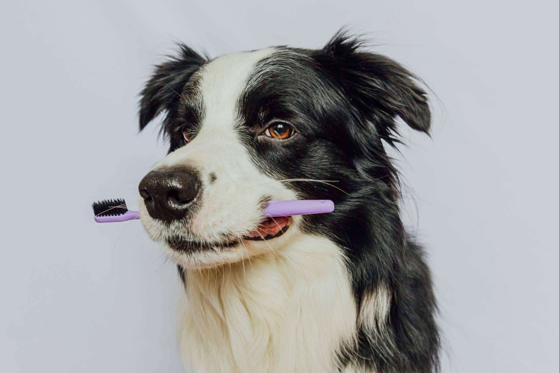 ¿Cuálos son los beneficios de los masticables para la salud dental de los perros?, por LovePets