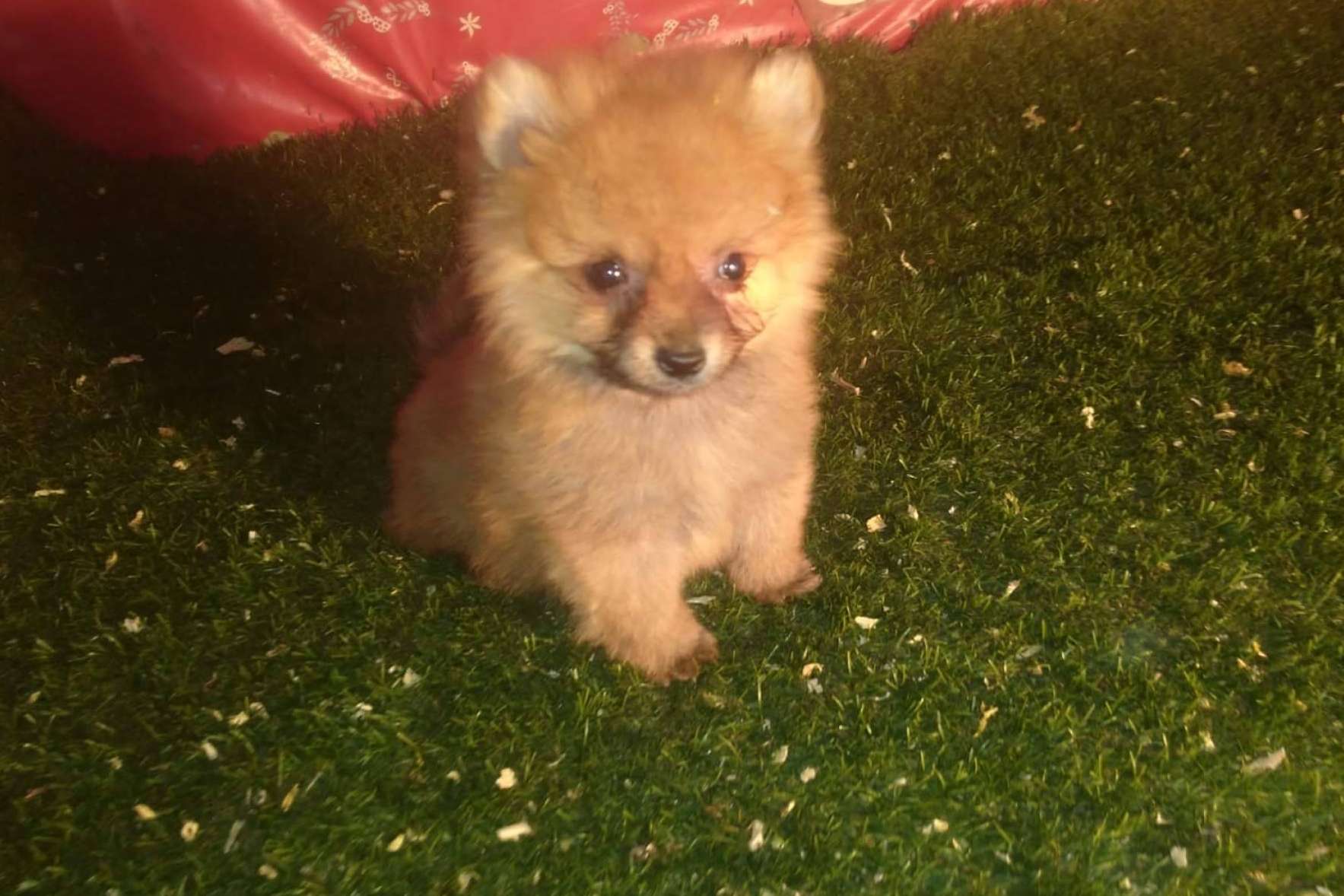 Compra legal y autorizada de caninos, con El Mundo del Cachorro, un criadero de cachorros