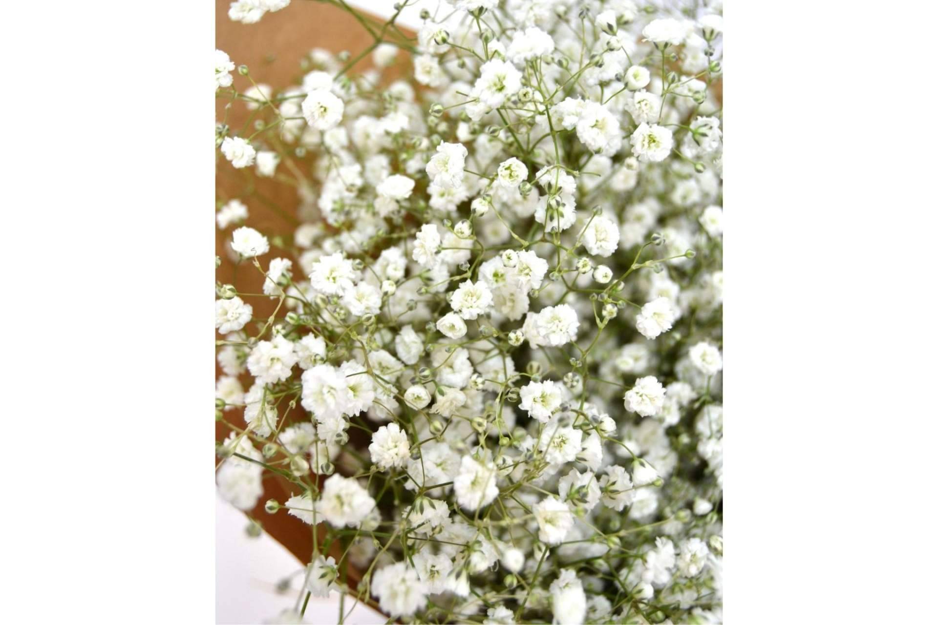 Un regalo ideal es el ramo paniculata blanca de Rosistirem