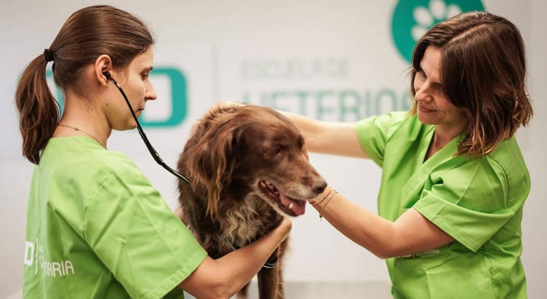 6 de los mejores cursos de veterinaria para encontrar empleo en el sector, según MasterD