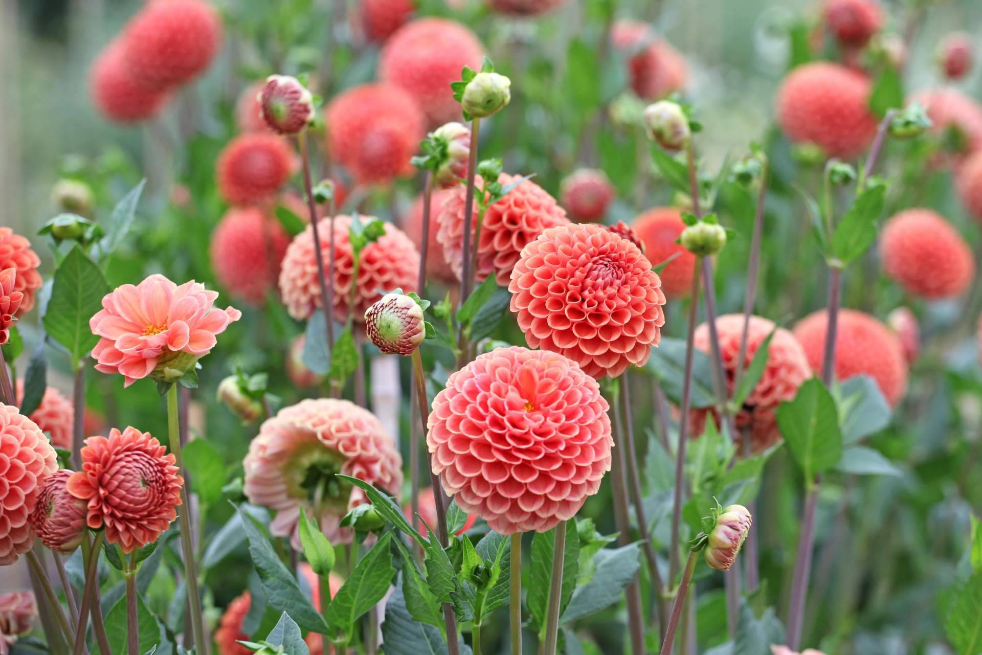Niudàlia permite respirar naturaleza a través de su gran variedad de flores