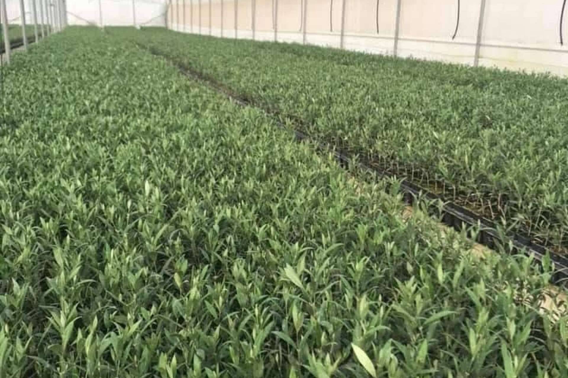 Venta de plantones de olivo de distintas variedades y asesoramientos profesional, con Comex Bodión