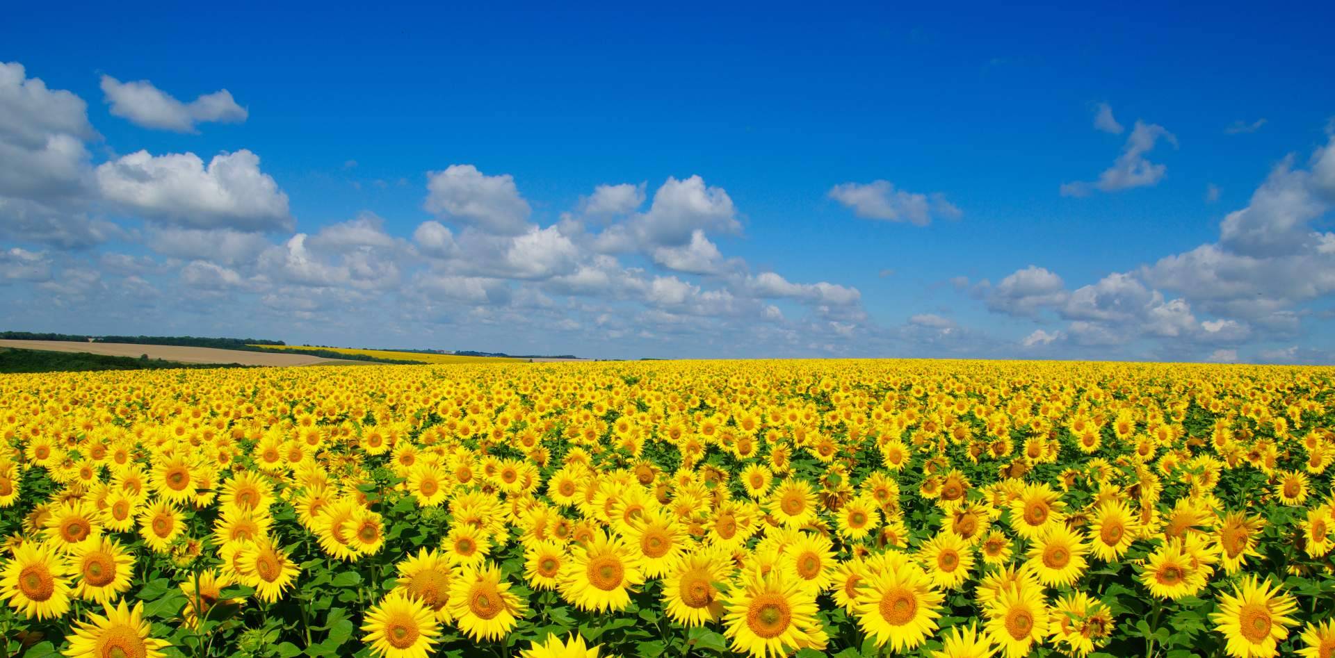 Sumergirse en la naturaleza con campos de girasoles en Barcelona