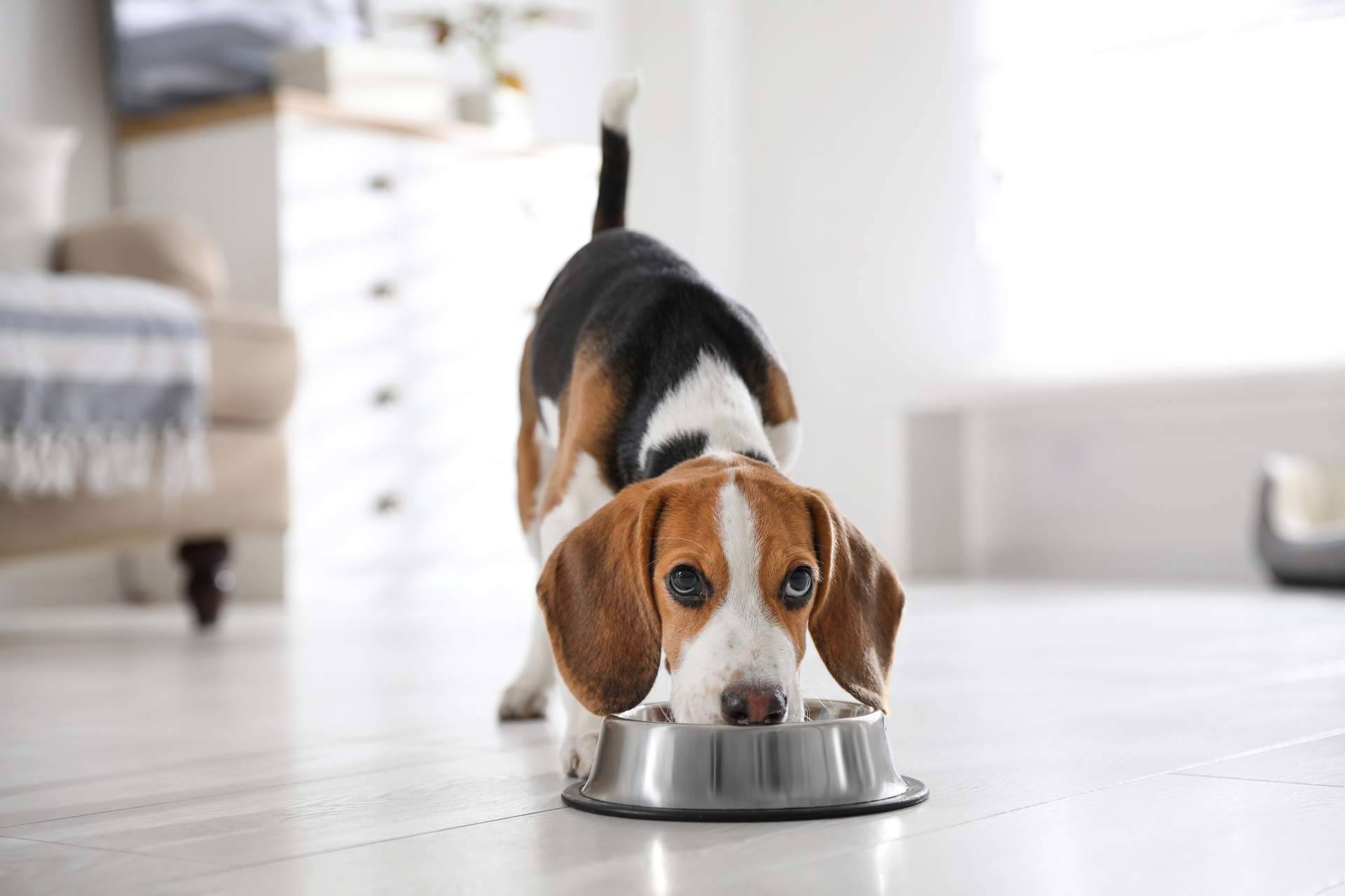 Una alternativa de alimentación a la medida de cada perro, de la mano de Dogfy Diet