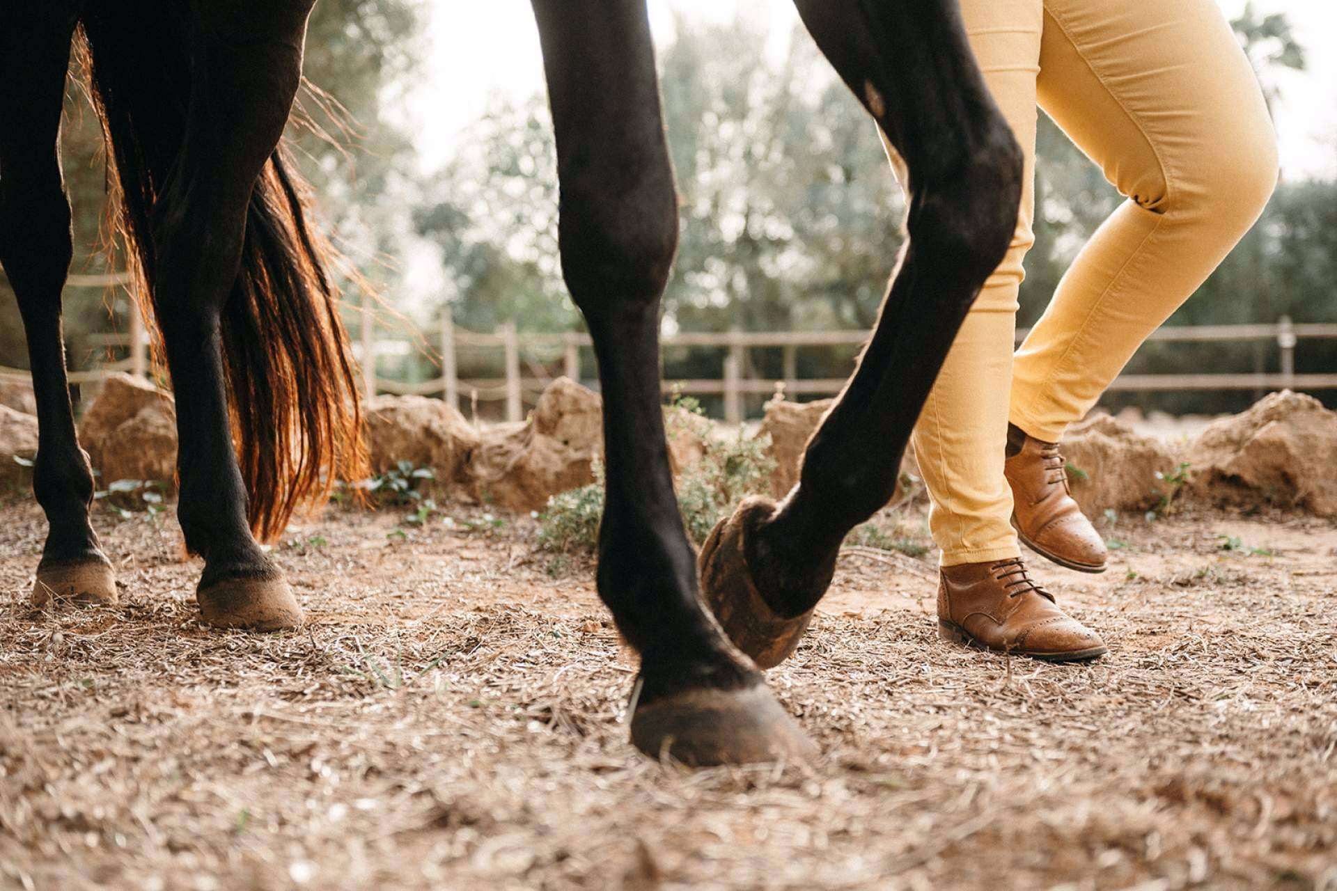 Coaching asistido con caballos de la mano de Son Cavalls