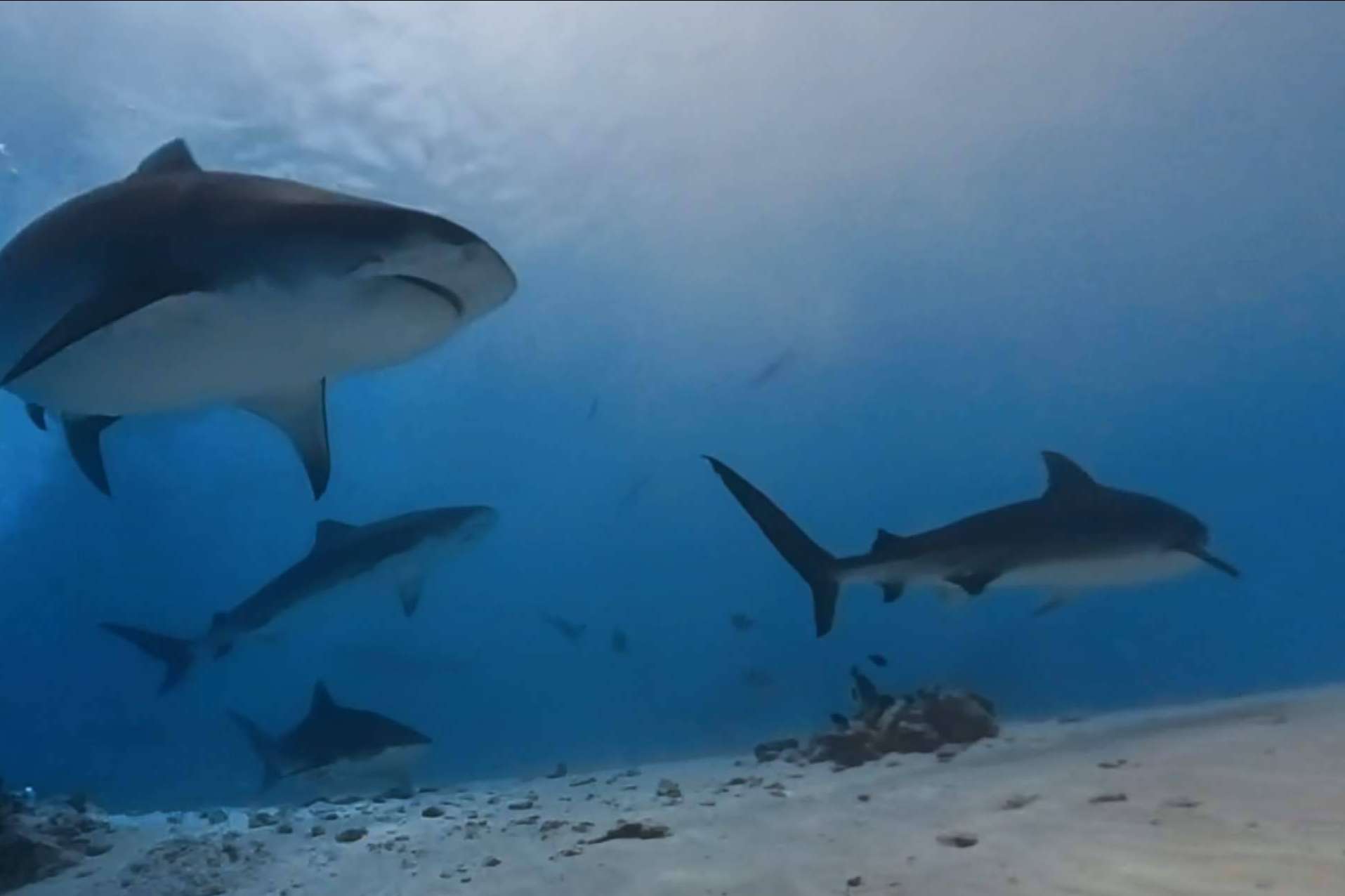 Disfrutar del paraíso de los tiburones con los paquetes de buceo en Rasdhoo y Fuvahmulah de Drop Dive Maldives