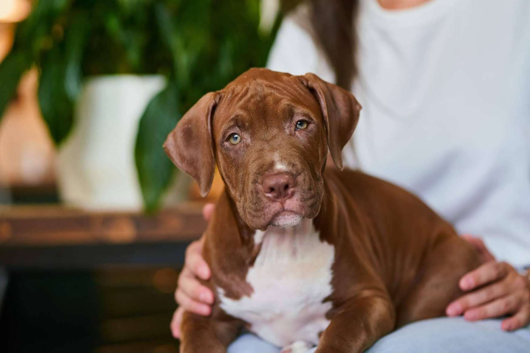 Mascotas para adoptar gratis y cómo buscar la que esté más cerca en la plataforma Mascotasadopcion.com