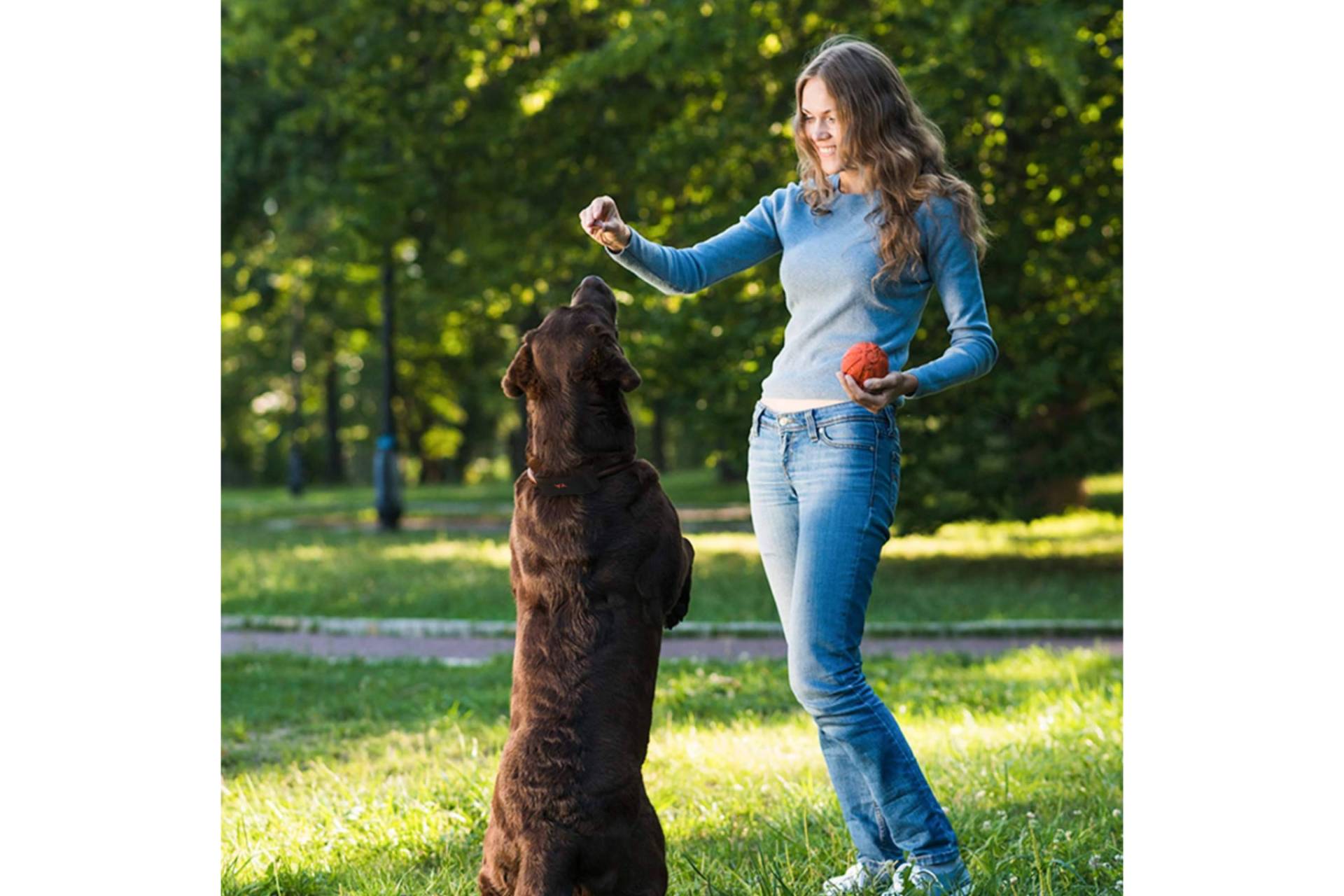PAJ GPS propone planes y consejos para viajar con mascotas este verano
