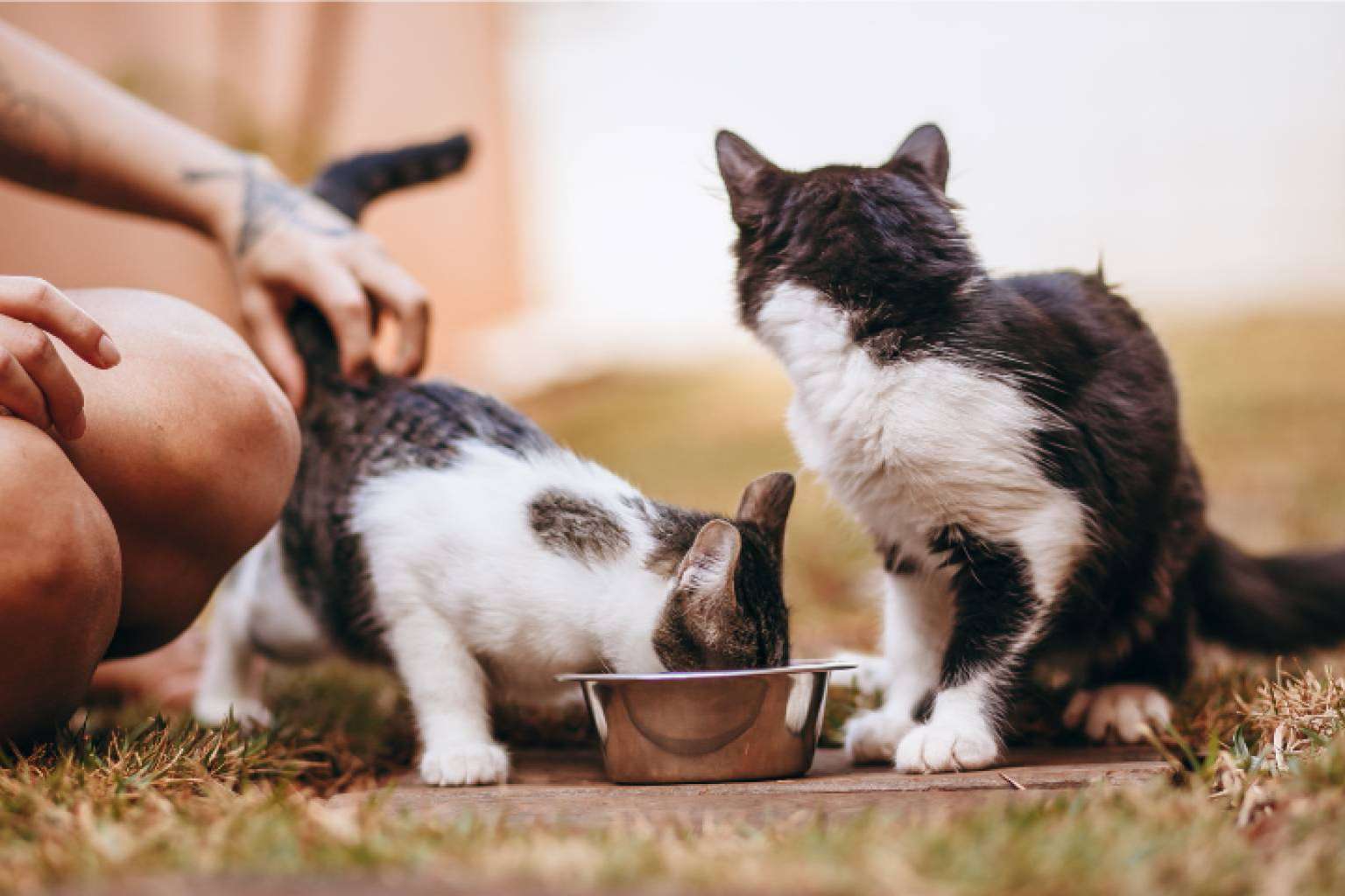Proteínas hidrolizadas, una solución eficaz para la alimentación de mascotas con sensibilidades