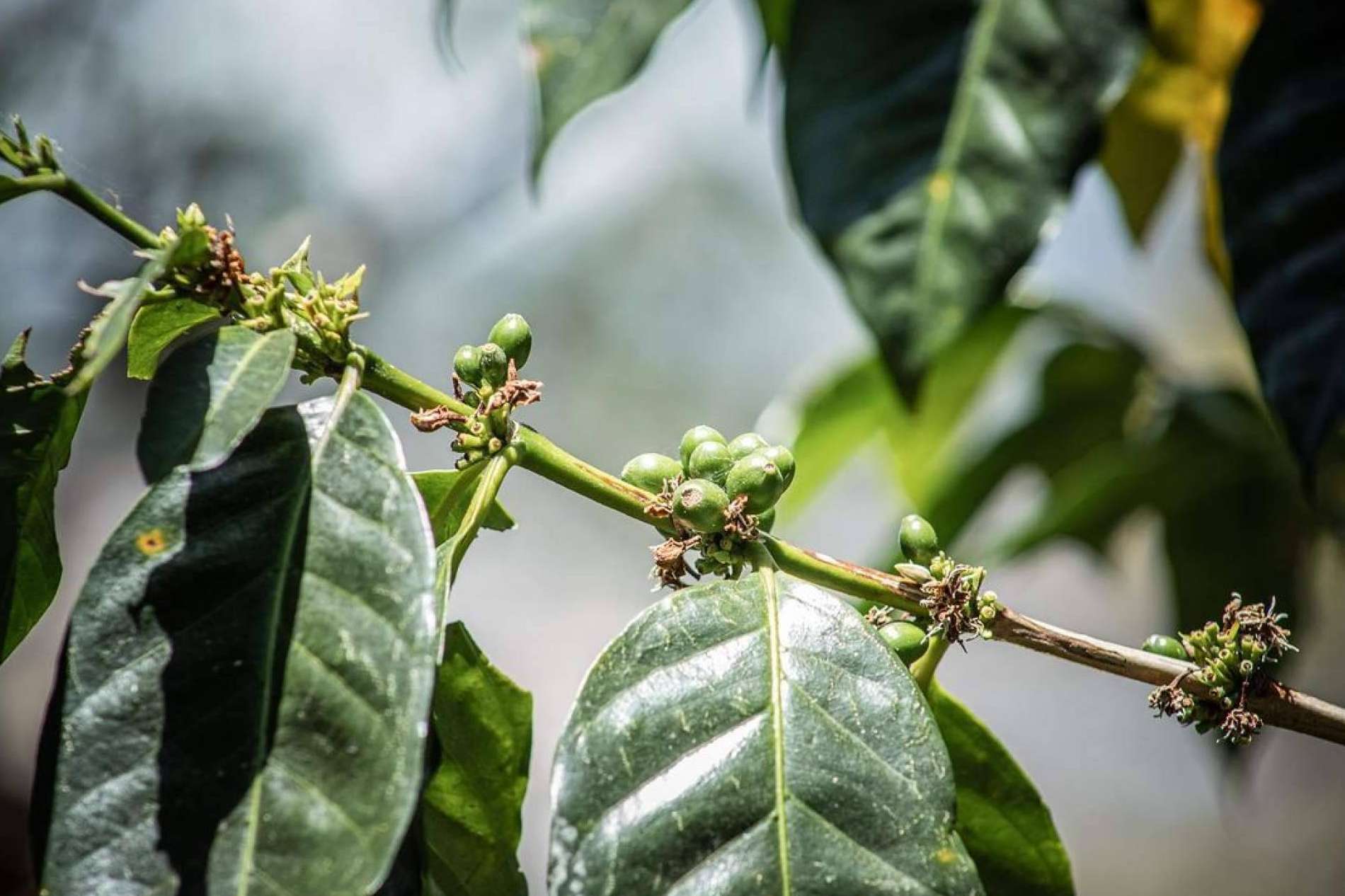 Cafe Catuai, bondades, orígenes y proyección de una variedad que redefine la experiencia sensorial del consumidor