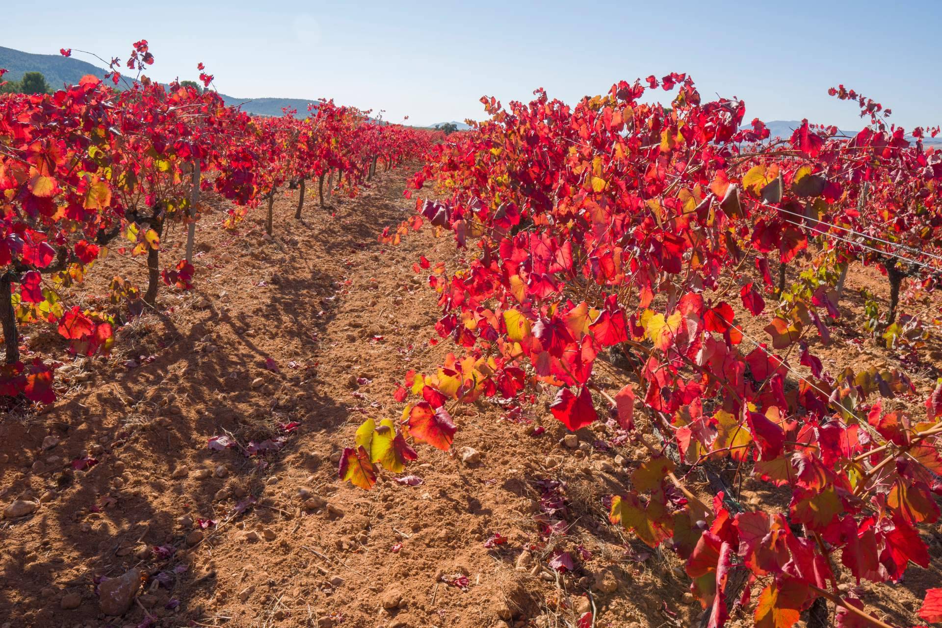 Yecla, uno de los secretos del éxito de Demuerte Wines