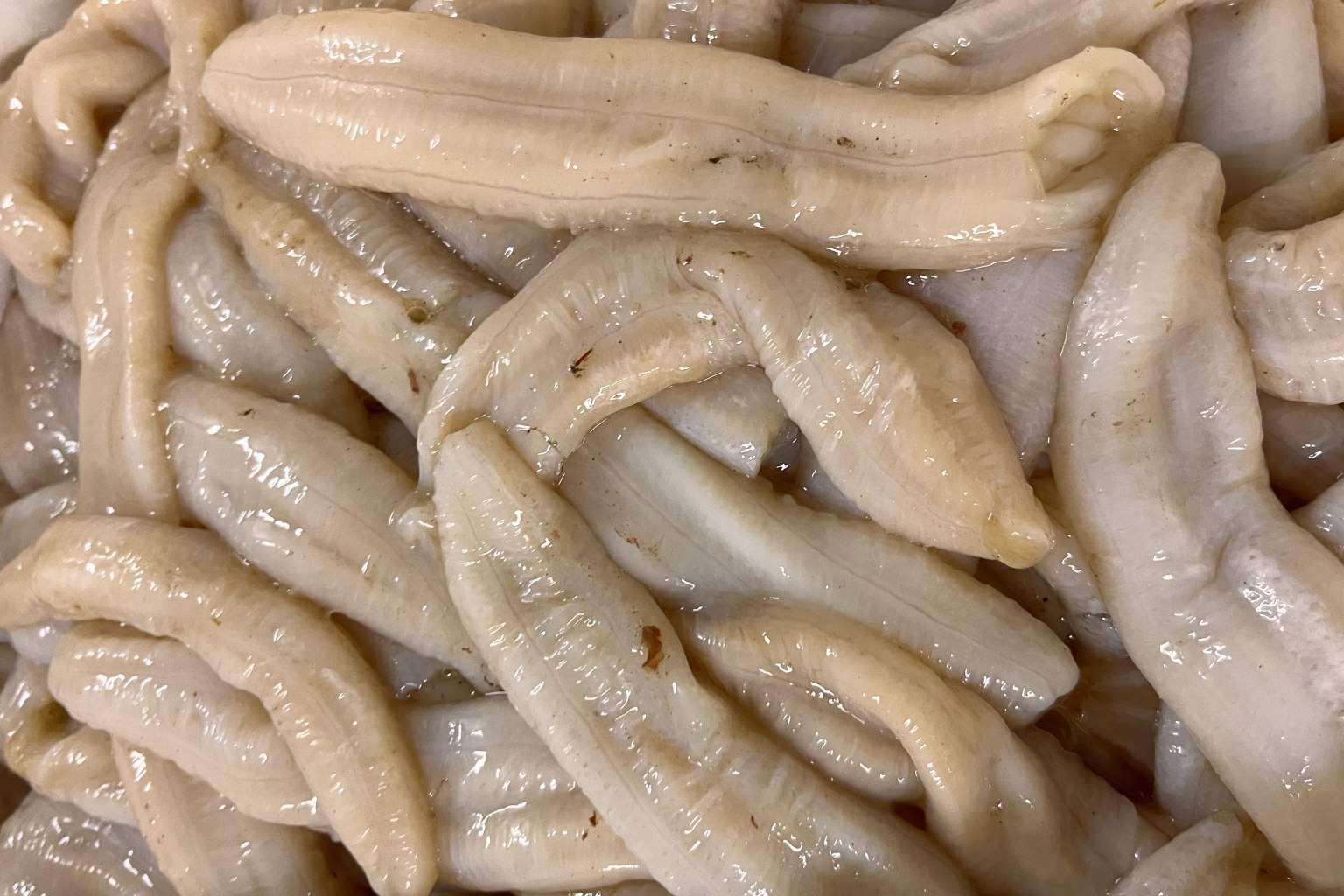 Espardeñas de pepino de mar frescas y de calidad en Farodapalloza