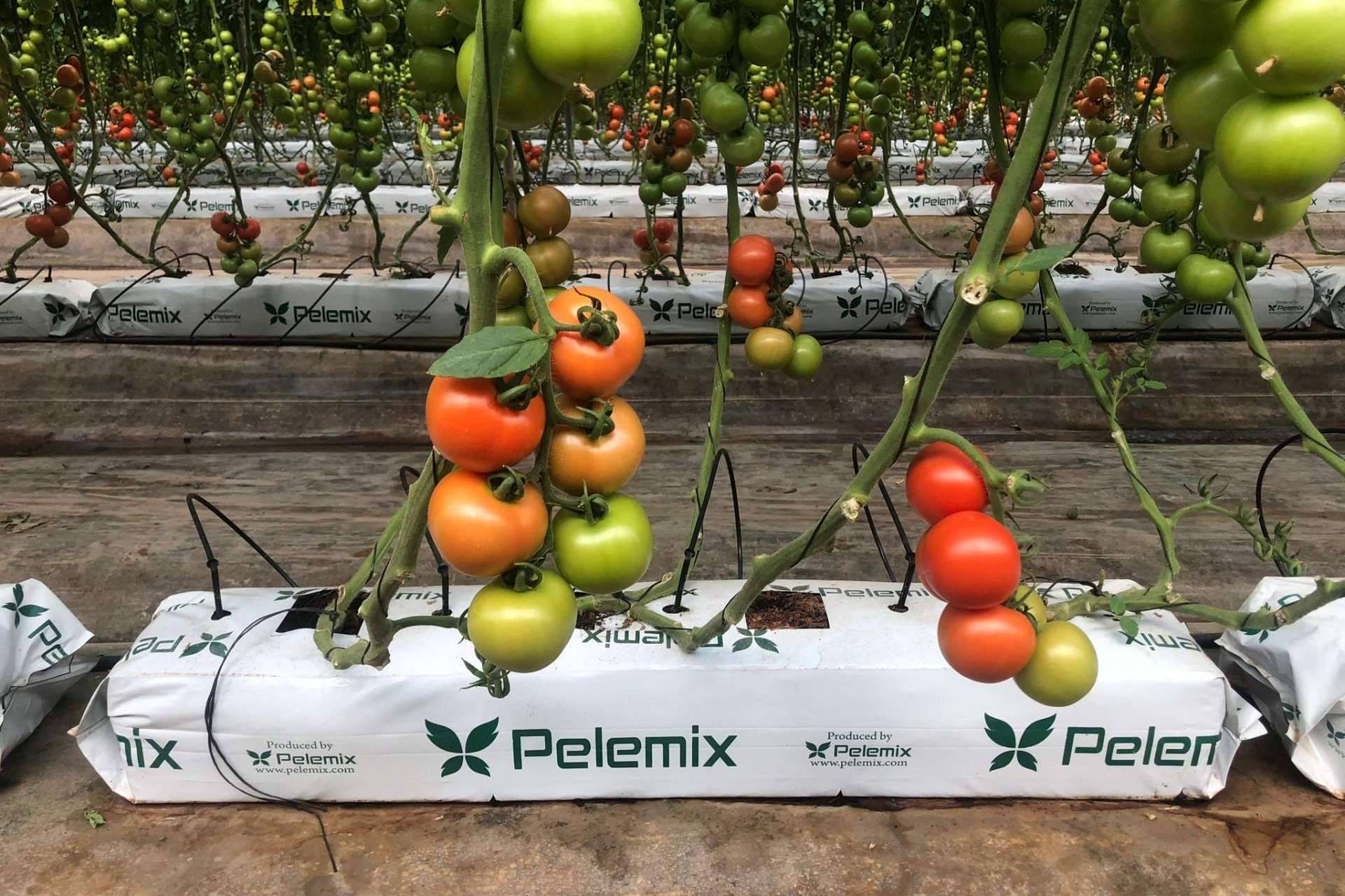 Crecimiento rentable y sostenible en el cultivo de tomates con Pelemix y sus sustratos de coco