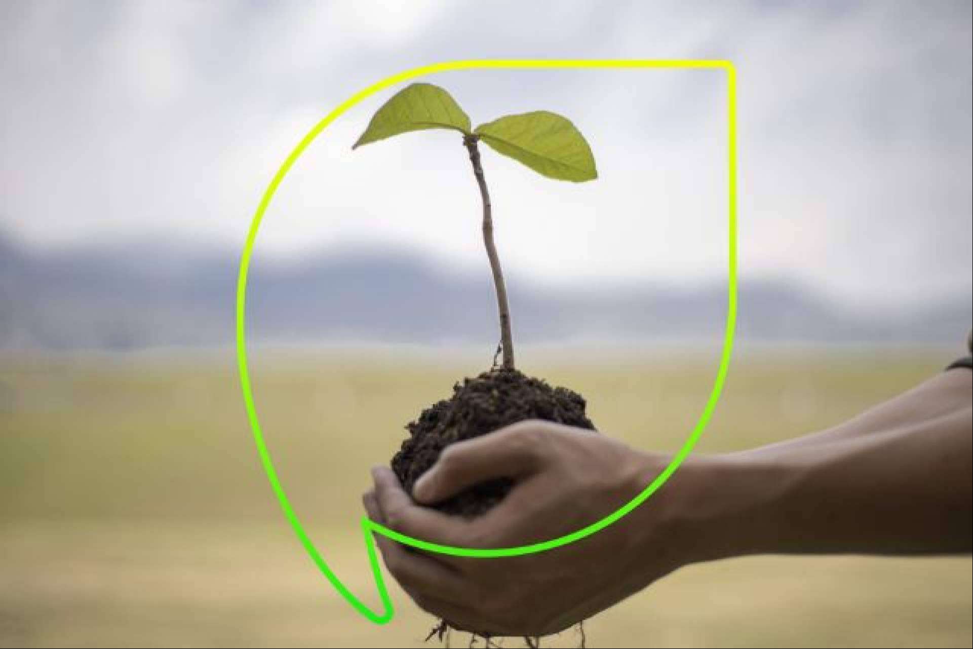 Más de 4.000 árboles plantados con EccoForest; EccoFreight y Folia Project unen fuerzas contra la desertización