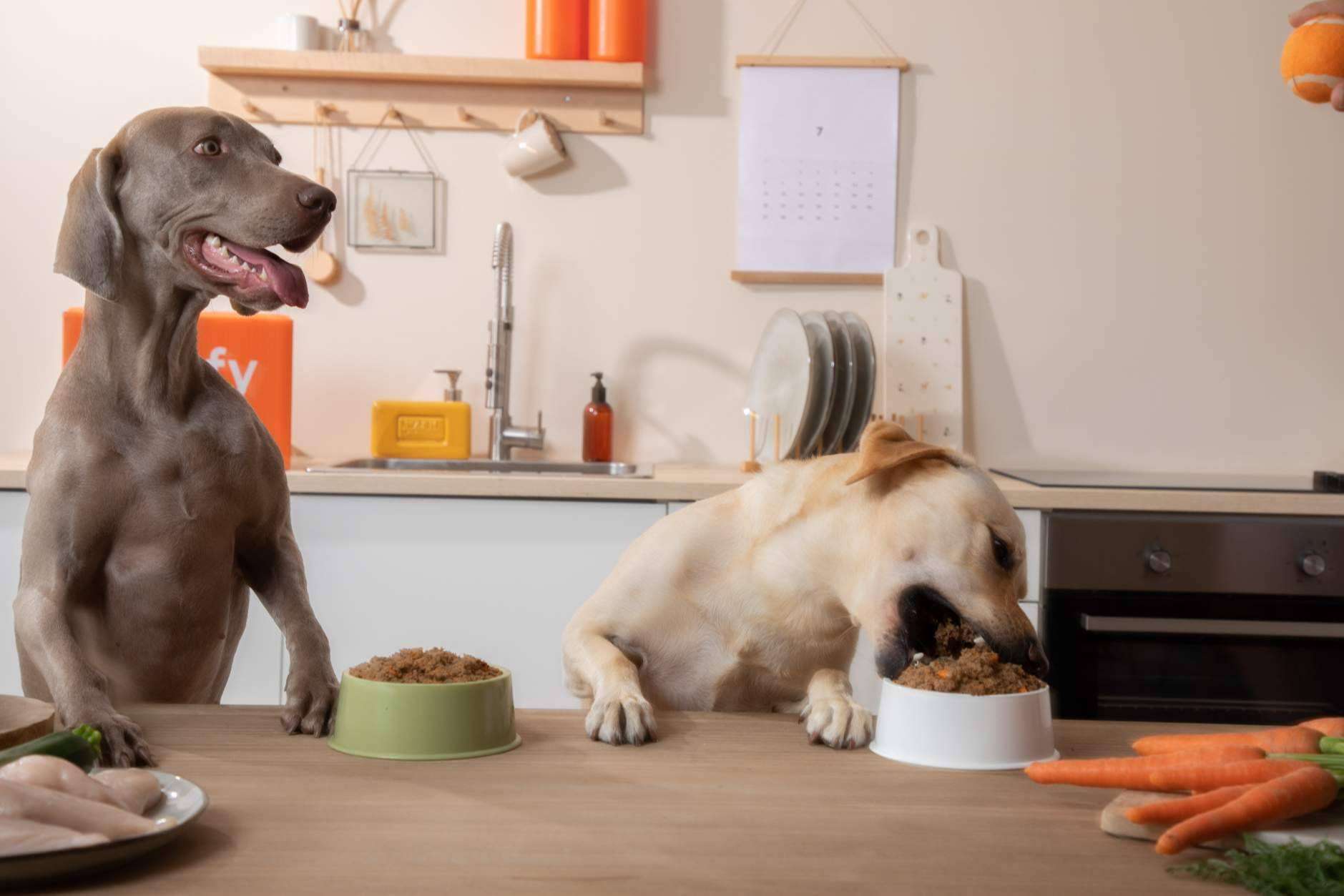 La revolución de la comida personalizada para perros con Dogfy Diet