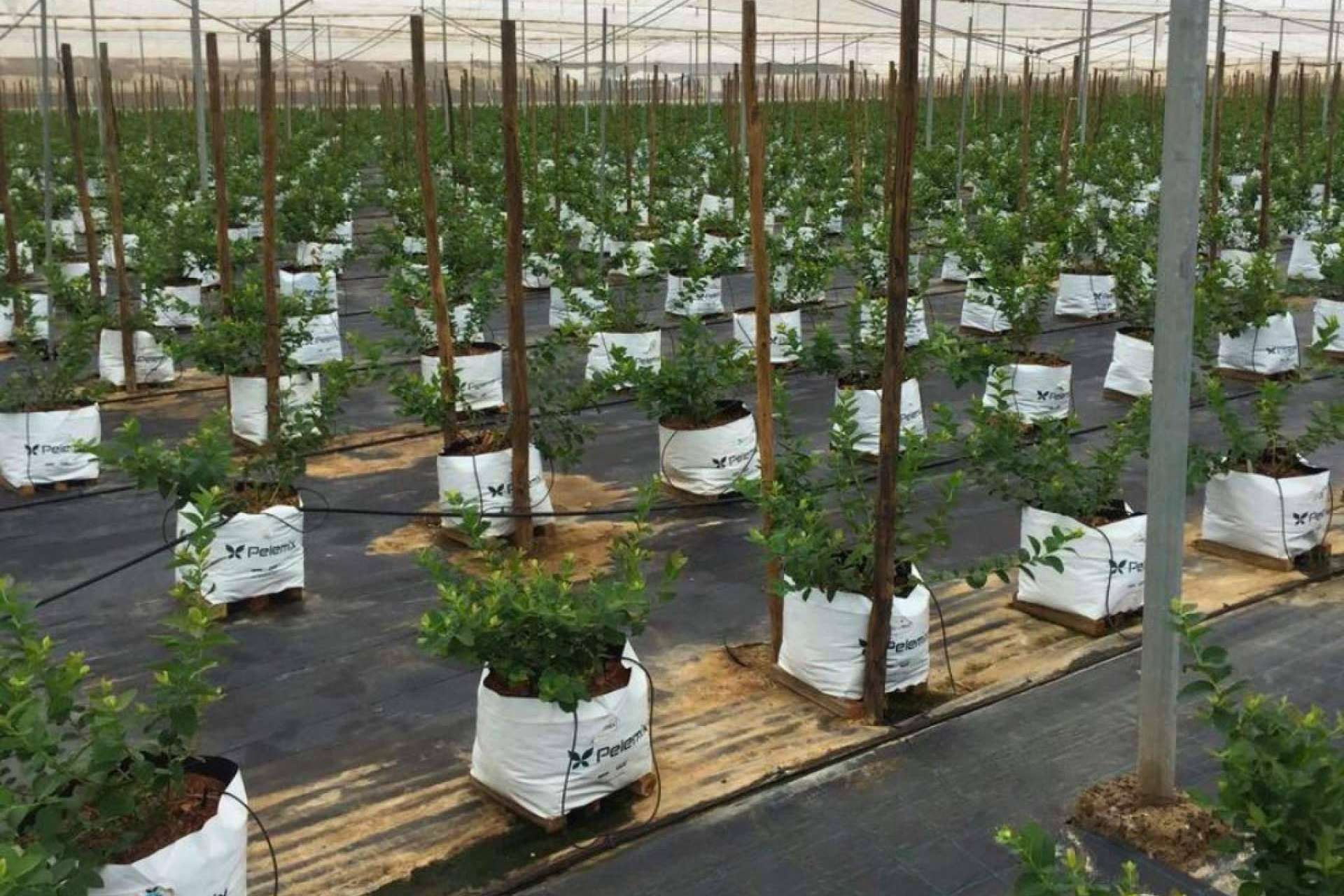 Innovación sostenible para optimizar el cultivo de arándano, con los sustratos de Pelemix
