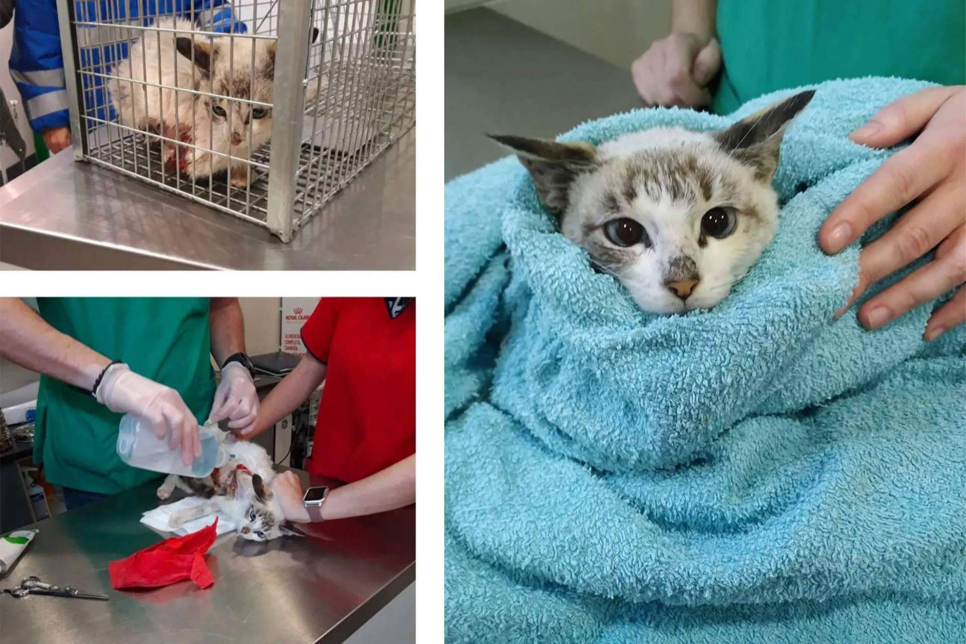 Pienso Solidario Feral, un alimento de Ka Salud Integral que nació para proteger a los gatos ferales