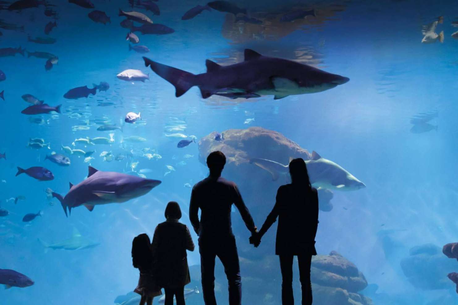 Vuelve la fiesta solidaria 'Yo También' de Palma Aquarium a favor de la Fundación Respiralia