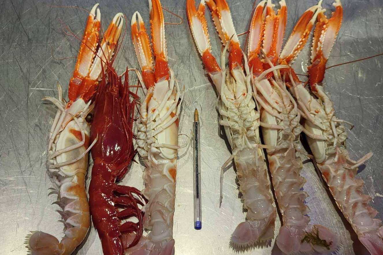 Pescadería Younes Ceuta, una tienda reconocida por su amplia oferta de pescado fresco de calidad