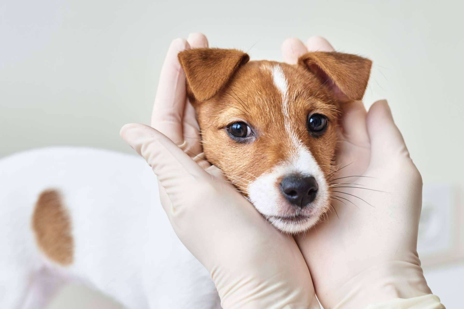 Cursos de animales para el desarrollo profesional en el sector