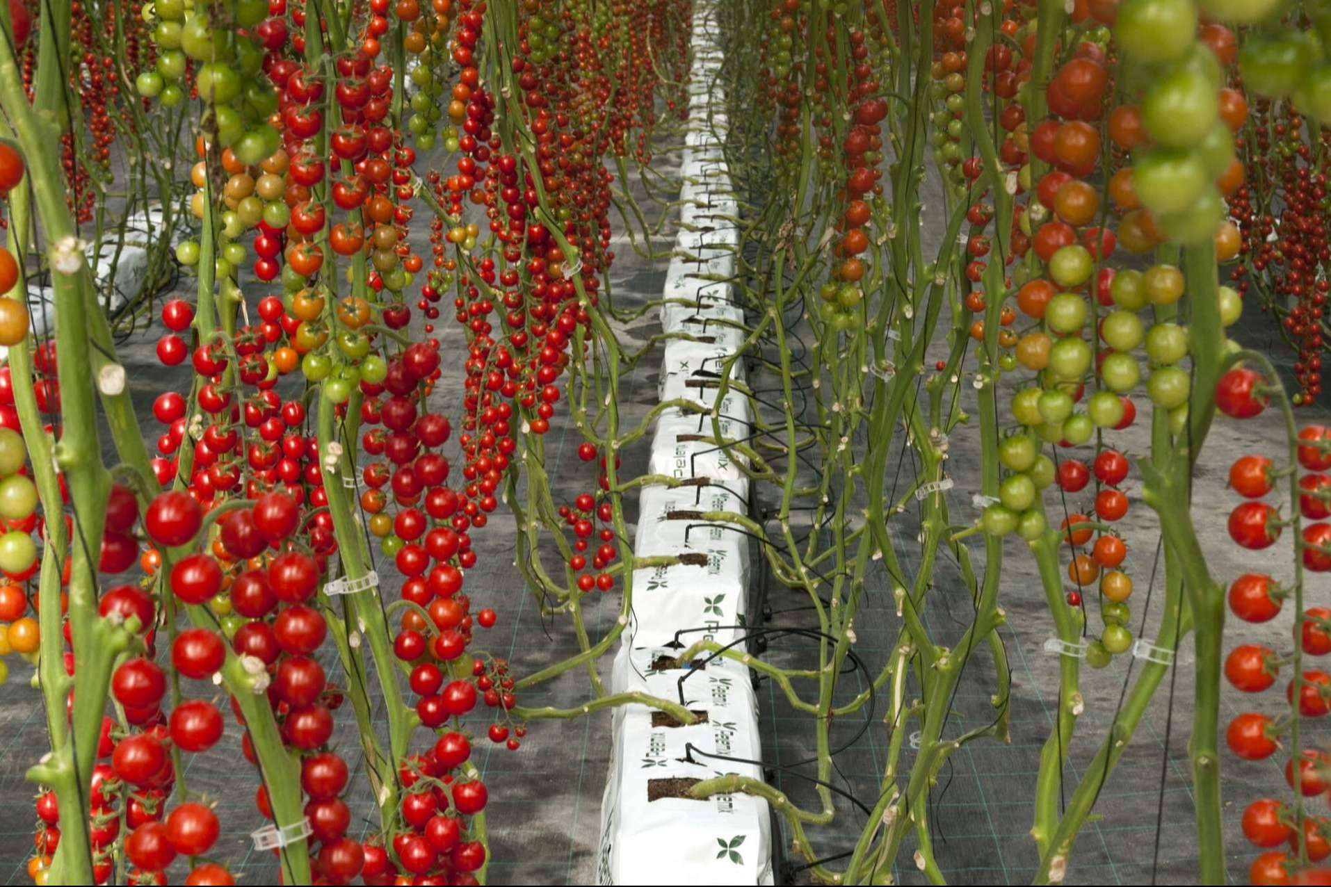 Agricultura sostenible, Pelemix refuerza su liderazgo en sustratos de coco de alto rendimiento