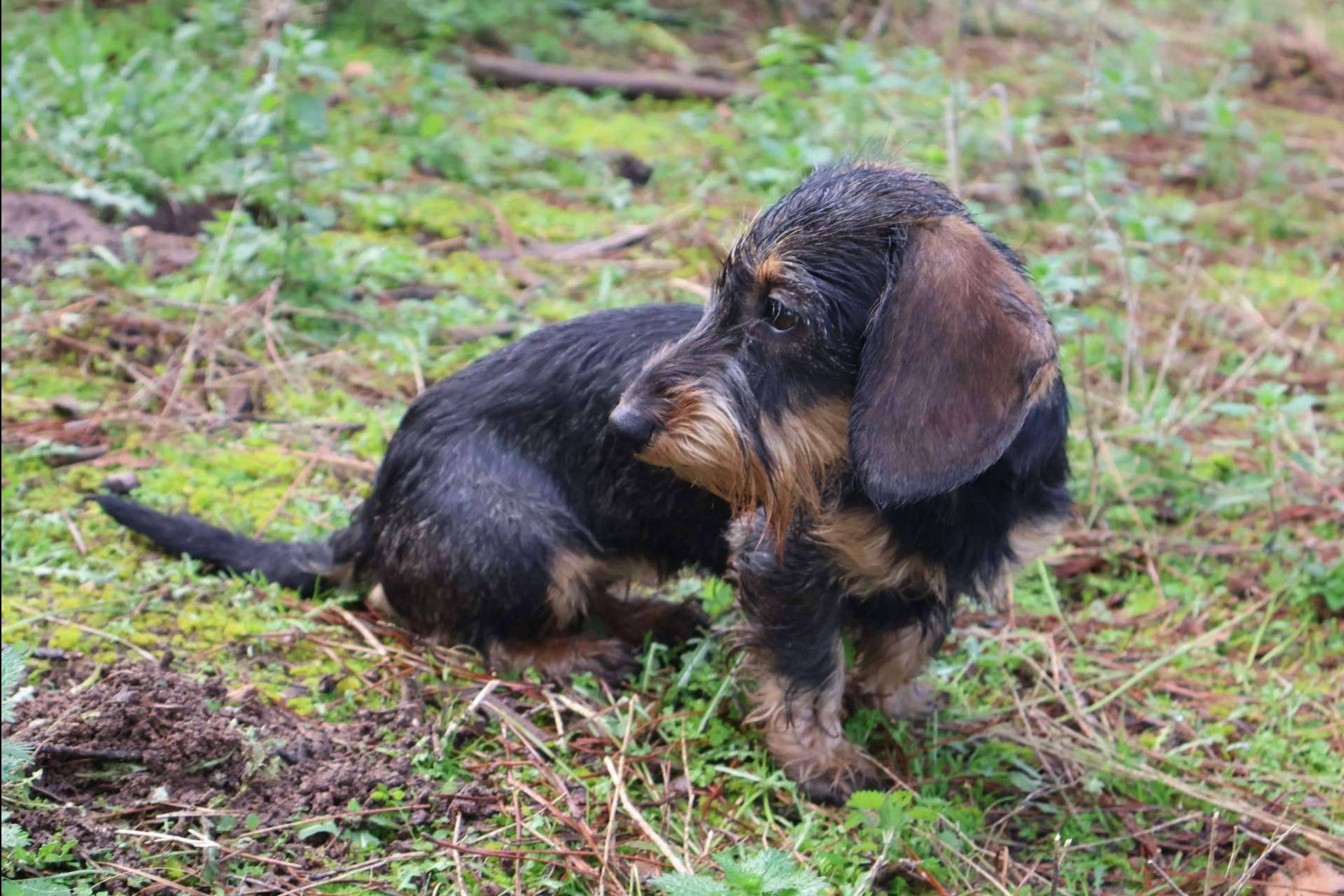 Criadero RAJ Canin, referente en cachorros de Teckel Kaninchen de pelo duro