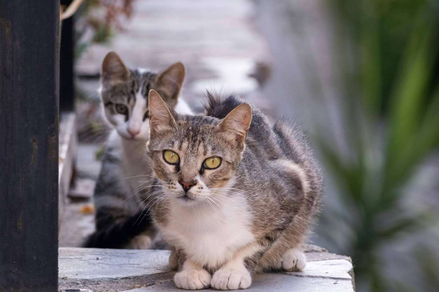 Pienso Solidario Feral, compromiso con la alimentación natural para refugios y protectoras