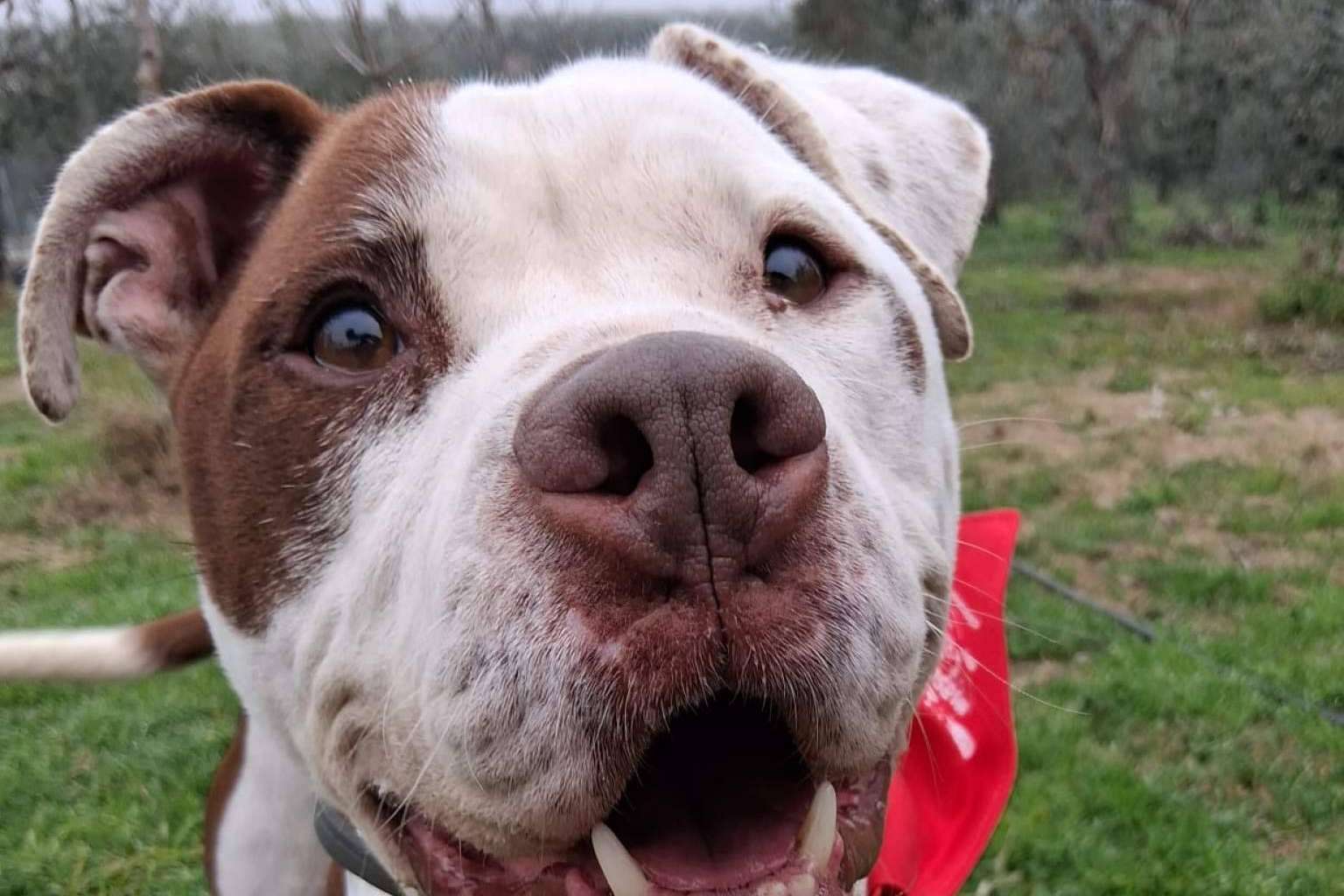 SOS Vidas, compromiso y amor por los animales en busca de una segunda oportunidad