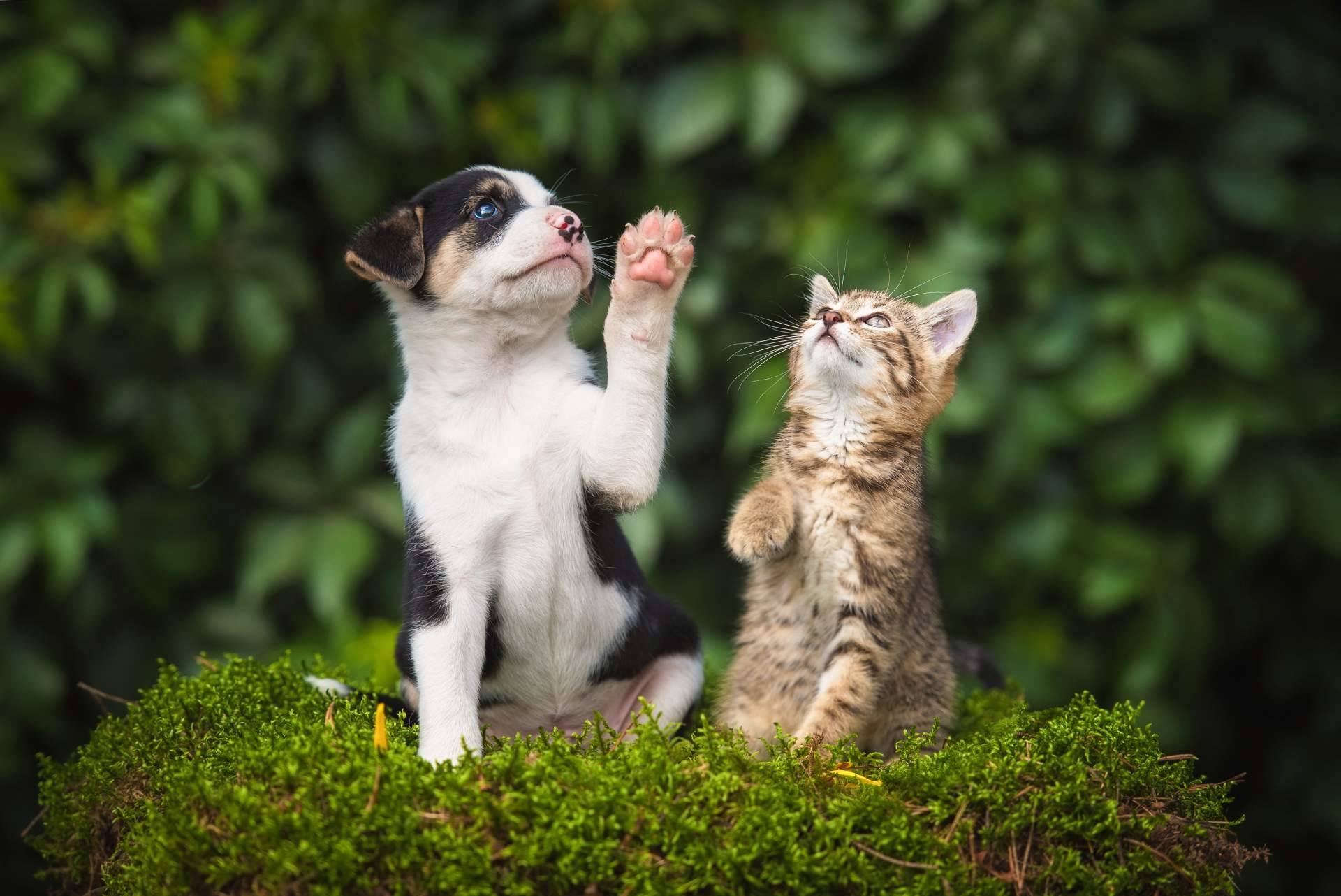 La alimentación natural en perros y gatos, una alternativa clave para su bienestar