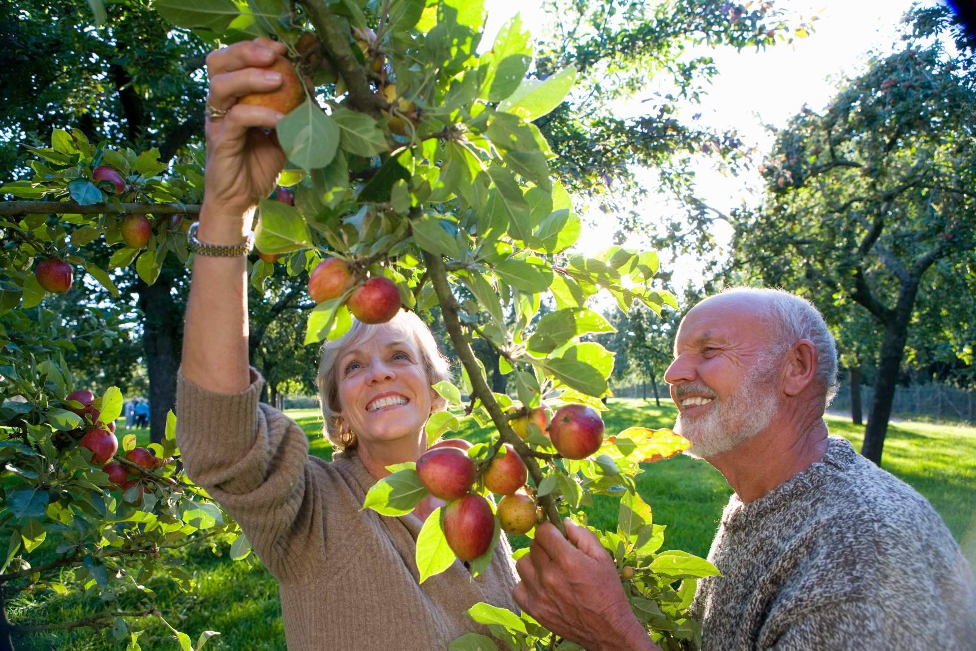 El vinagre de manzana ecológico transforma el concepto de bebida funcional saludable