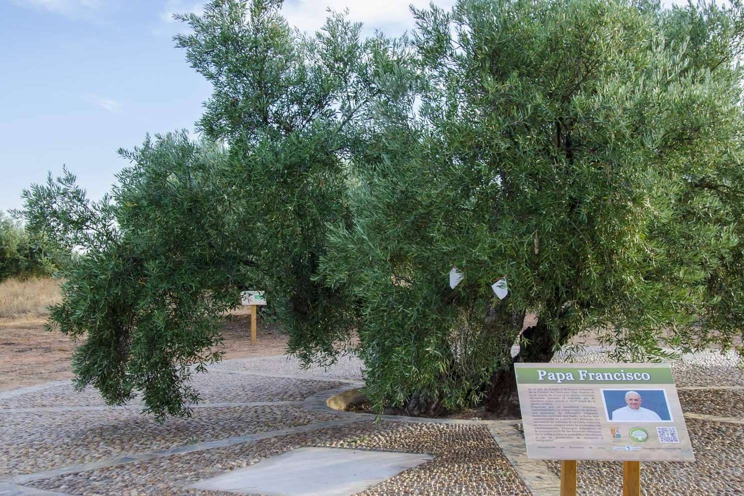 El aceite de la vida proyecto solidario de apadrinamiento de olivos