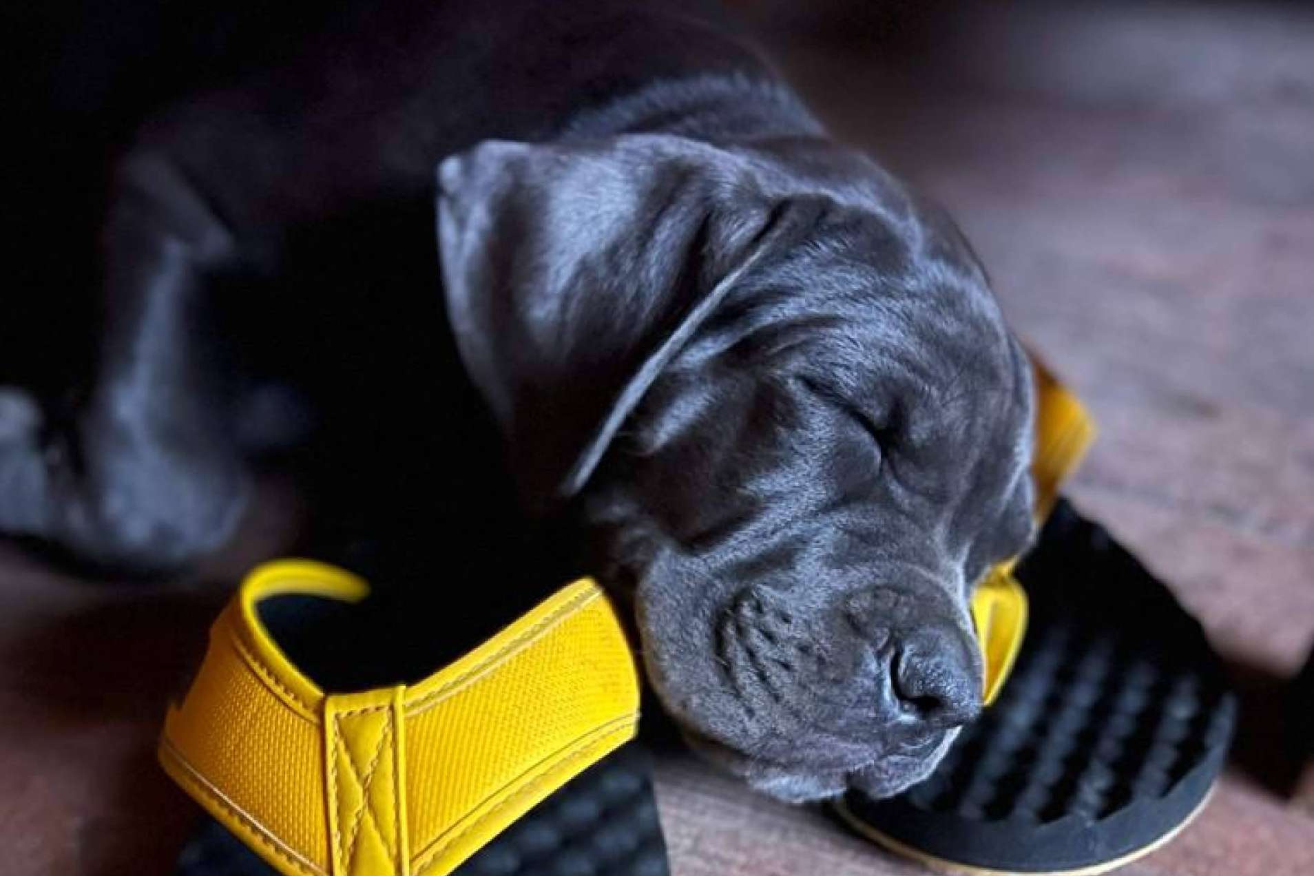 Grandes Metas apuesta por el adiestramiento de cachorros en Madrid con programas educativos individualizados