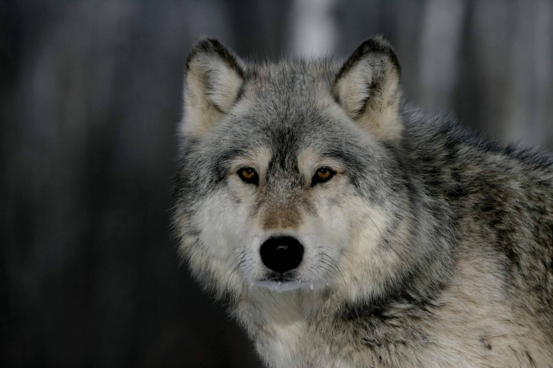 Diego de Membiela propone dos novelas breves unidas por un mismo símbolo; el lobo