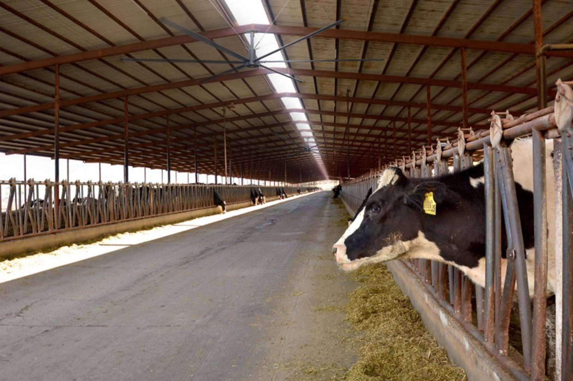 Ventilación en la industria ganadera, clave para la salud y productividad animal