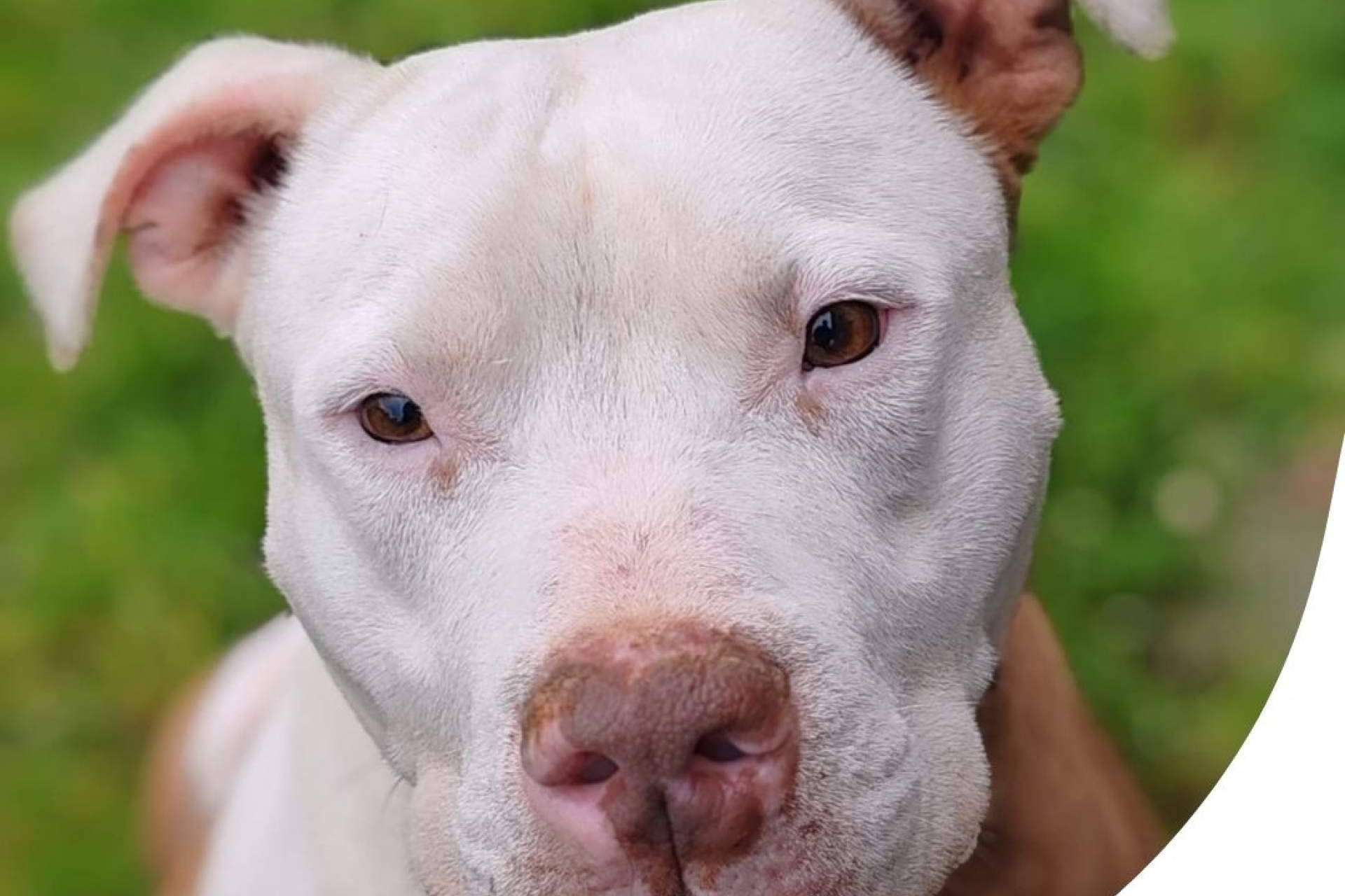 SOS Salvando Vidas transforma historias de abandono en adopciones responsables