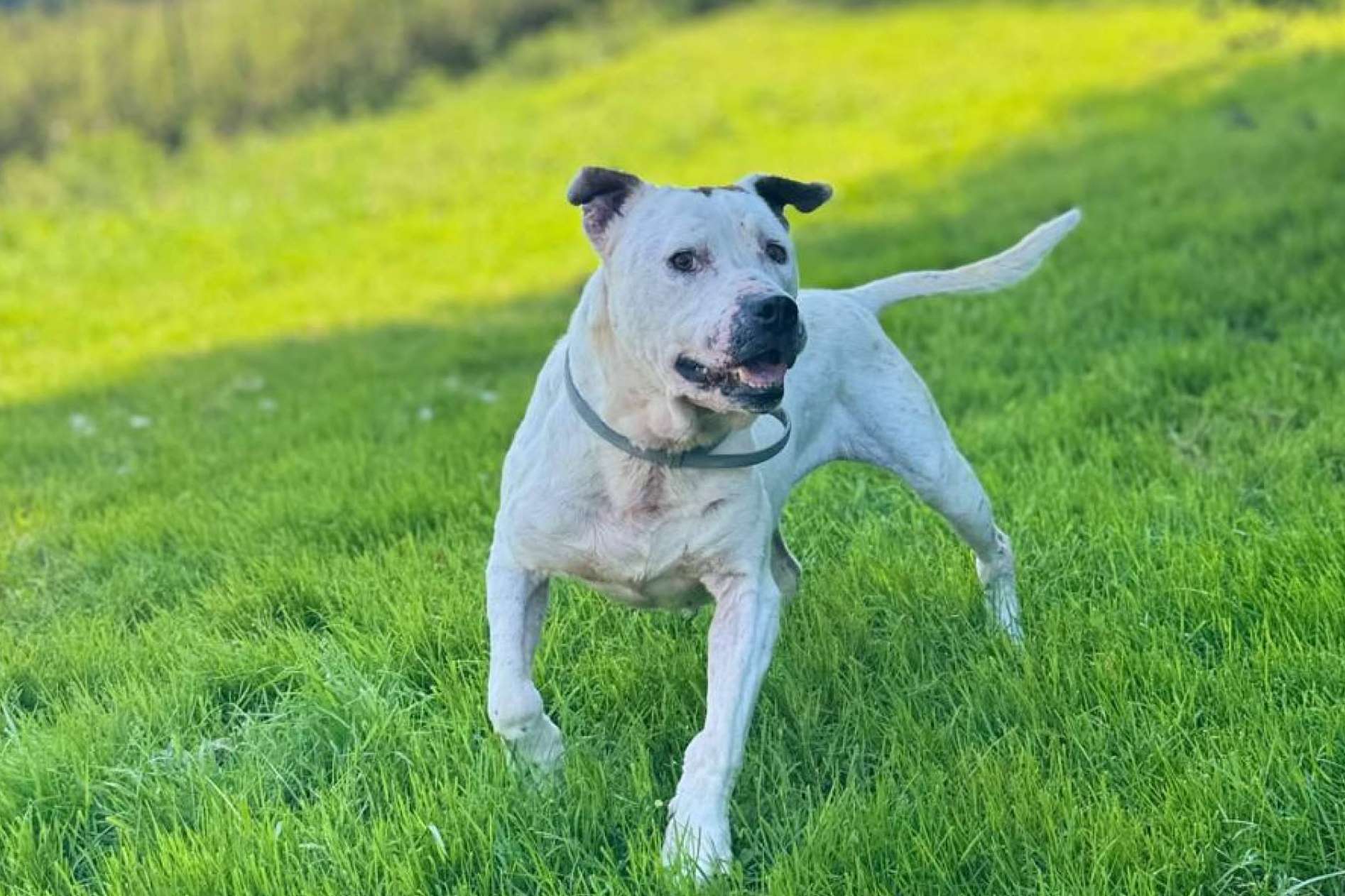 El abandono y el maltrato animal aumentan mientras SOS Salvando Vidas alerta de su límite operativo sin apoyos externos