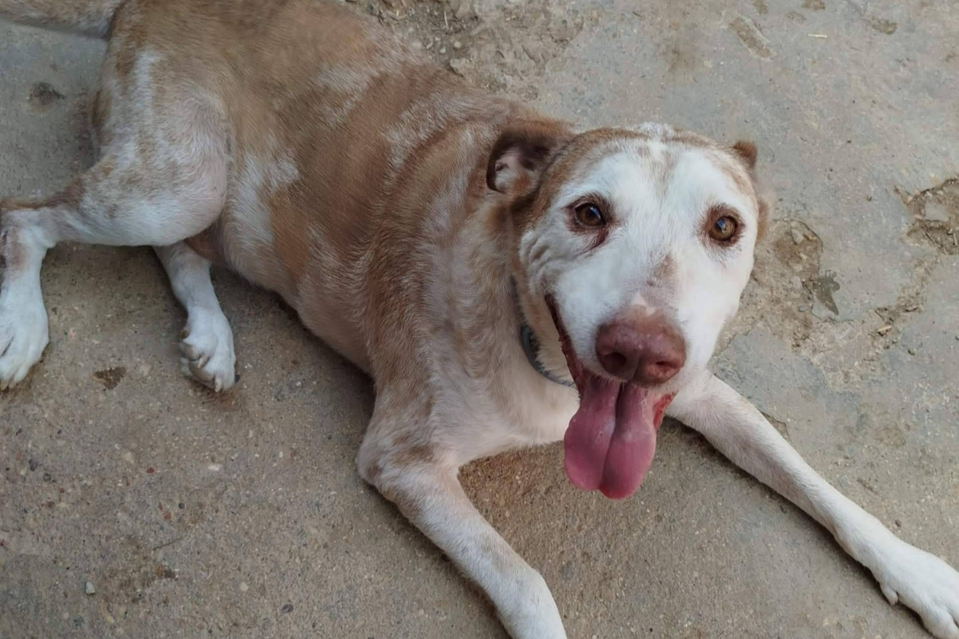 SOS Salvando Vidas España refuerza su compromiso con la adopción y el apadrinamiento responsable