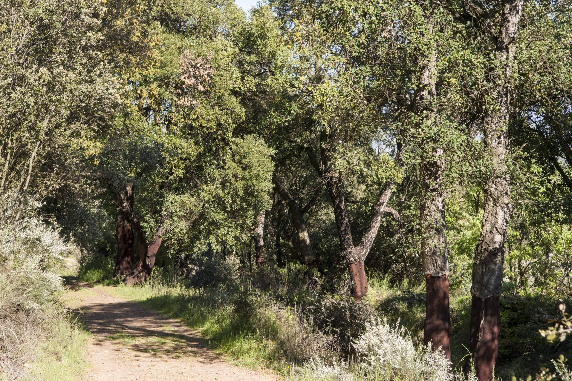 Construcción eficiente y ecológica; así son los nuevos paneles sándwich de Caliplac