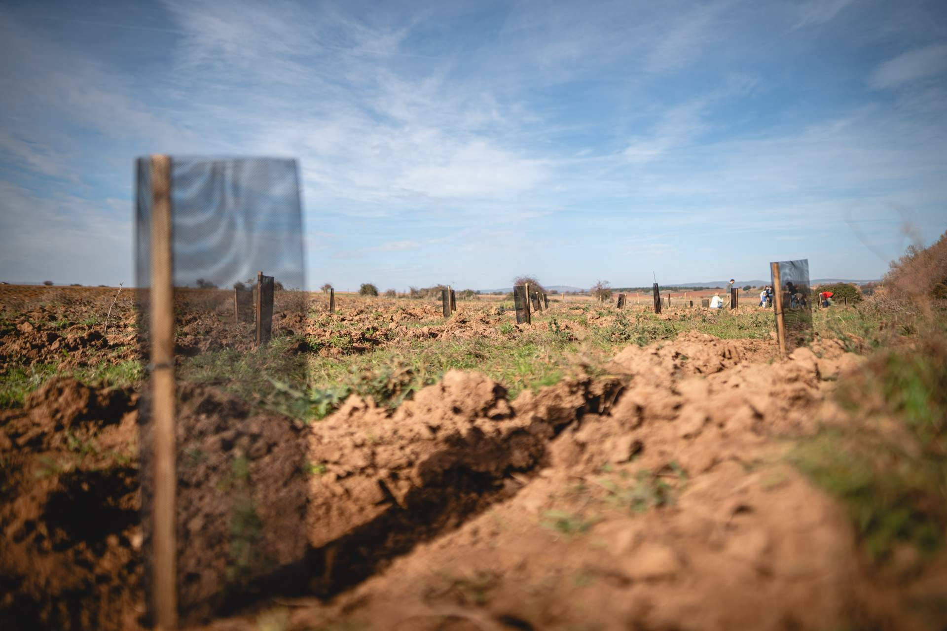 La reforestación impulsa empleo y actividad económica en zonas rurales
