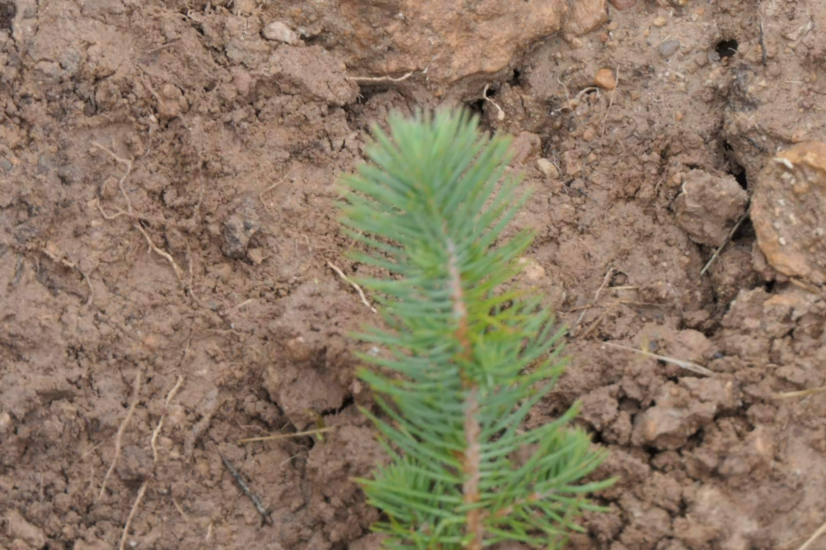 Bosques sostenibles certificados, la vía de CO2 Gestión para compensar la huella de carbono de empresas