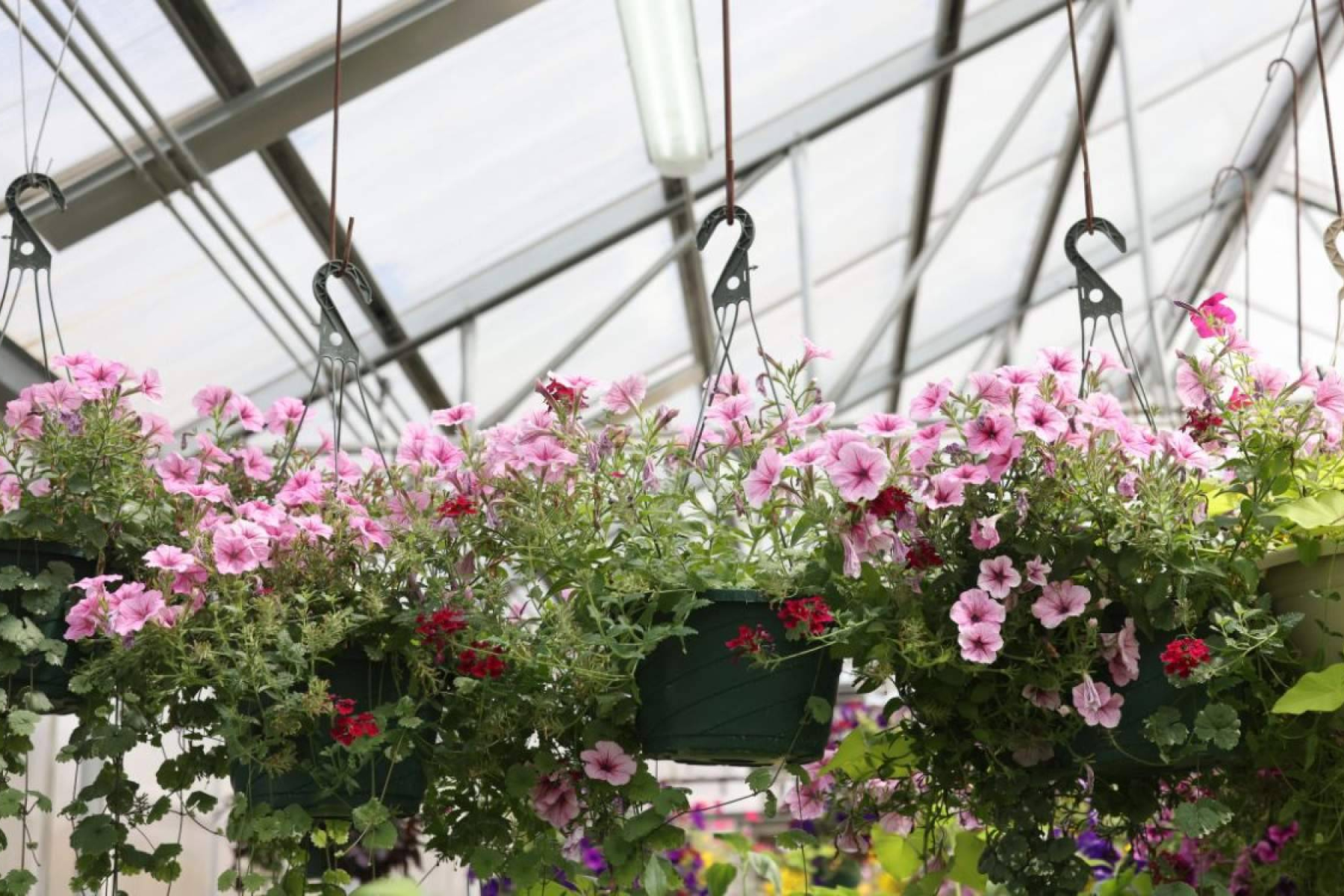 La Rosa De Oro, empresa lider de viveros en Sevilla, orienta sobre cómo elegir plantas según la temporada