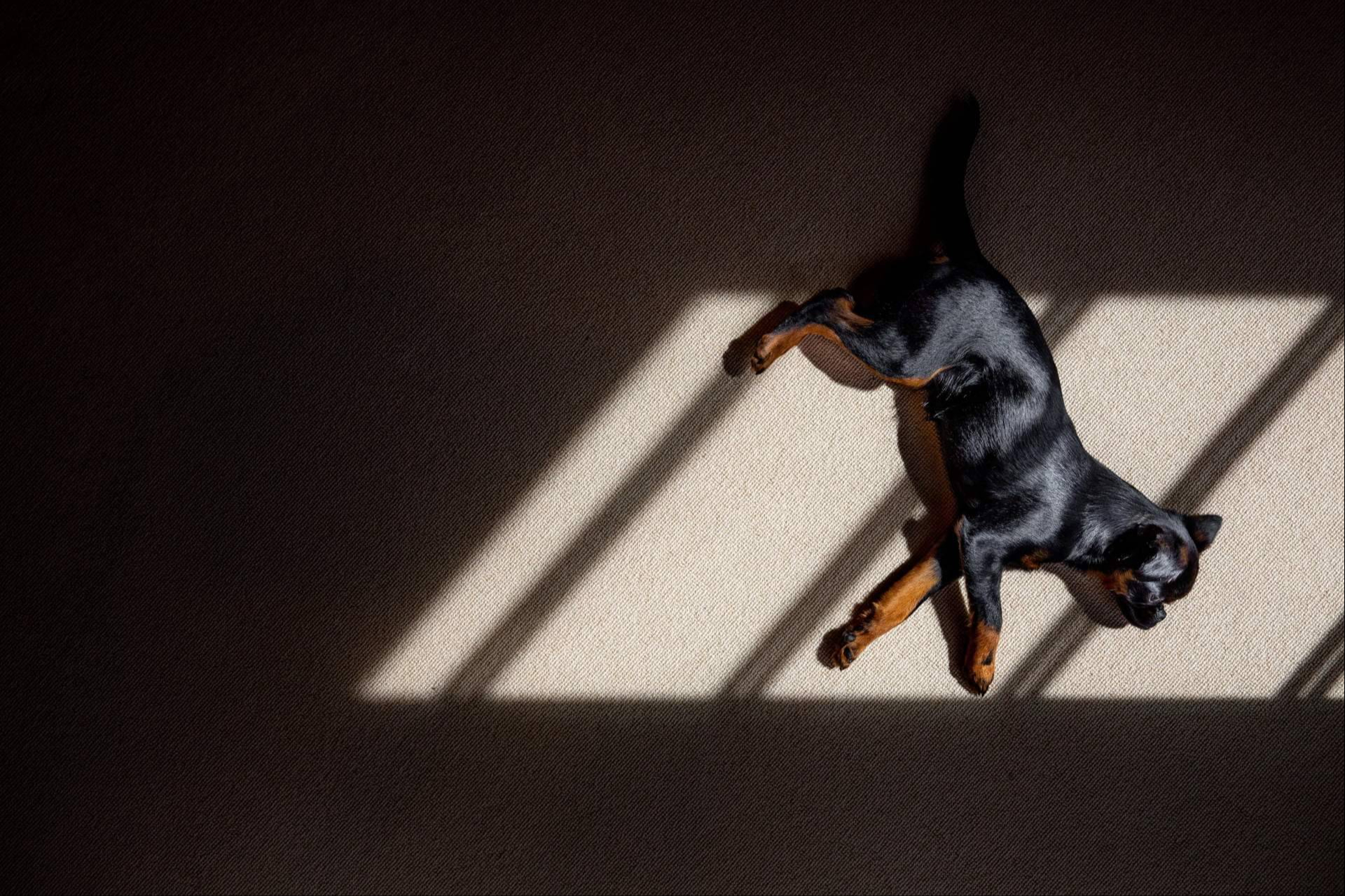 Livopets, probióticos para perros con ingredientes claros, fabricación en Europa y enfoque basado en evidencias